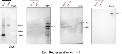TLT-1 Co-IP assay for undetected receptors. The representative Co-IP pull down Western blots showing negative signal for CD28, TNFR, TRAILR3, and TRAILR2 (three independent experiments, n = 4 per group). The band size indicates approximate molecular weights estimated by standard molecular weight markers. Source data are available for this figure: SourceData FS5. Refer to the image caption for details.