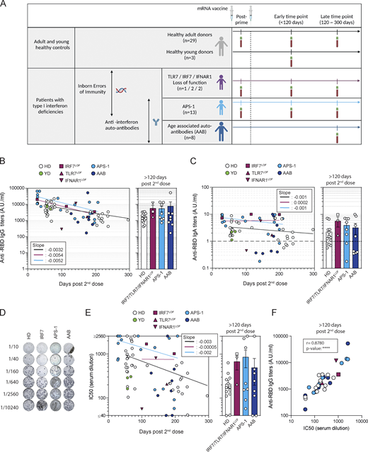 mRNA vaccines induce robust humoral responses in patients with type I IFN deficiency. (A) Overview of the study. (B) Evolution of anti–SARS-CoV-2 RBD serum IgG titers after mRNA vaccination. IgG titers (arbitrary units, A.U./ml) are shown according to the time of sampling (d from the second dose) for each patient (left panel) and are then compared between groups at late time point (>120 d, right panel): healthy controls (n = 33 including HD, white circle, n = 29, and YD, green circle), IRF7LOF or TLR7LOF or IFNAR1LOF (purple; IRF7LOF: square, n = 2; TLR7LOF: up triangle, n = 1; IFNAR1LOF down triangle, n = 2), APS-1 (light blue circle, n = 13), and AAB (dark blue circles, n = 8). Late time point was performed at mean 221 d, (range 193–296) for HD at 157 and 197 d for the 2 IRF7LOF patients, 175 d for the TLR7LOF patient, and 142 d for the IFNAR1LOF patient, for APS-1 patients at mean 176 d (range 139–207 d) and for AAB mean 180 d, (range 128–211 d). See Table S1 A. Bars indicate mean ± SEM. (C) Evolution of anti–SARS-CoV-2 RBD serum IgA titers after mRNA vaccination. IgA titers (A.U./ml) are shown according to the time of sampling (days) for each patient (left panel) and are then compared between groups at late time point (>120 d, right panel) Dotted line indicates positivity threshold. (D) Representative wells for the in vitro neutralization assay of sera against D614G SARS-CoV-2 virus for one patient from each cohort. Dark blue spots represent SARS-CoV-2 infected cells. Top-to-bottom wells show increasing serum dilution (dilution is indicated on the left). (E and F) Absence of foci indicate virus neutralization. (E) Evolution of IC50 against D614G SARS-CoV-2 after mRNA vaccination of sera tested from HD (n = 31), IRF7LOF/TlR7LOF/IFNAR1LOF (n = 3), APS-1 (n = 13), and AAB (n = 8). IC50 (1/dilution) are shown according to the time of sampling (days) for each patient (left panel) and are then compared between groups at late time point (>120 d, right panel). (F) Correlation between the anti–SARS-CoV-2 RBD IgG titers at late time point and neutralization potency of the sera at late time point. We performed nonlinear regression in B, C, and E (left panels; semilog line, x is linear, y is log), slopes of the lines are indicated in the boxes; and Kruskal–Wallis with multiple comparisons with Dunn’s Correction in B, C, and E (right panels). All were nonsignificant (P > 0.05). In F, Spearman correlation was performed. P value <0.0001. Refer to the image caption for details.