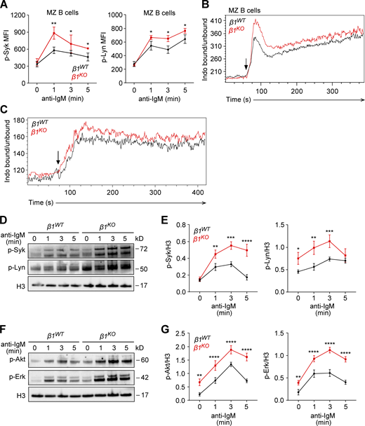 β1-integrin regulates BCR signaling in transitional B cells. (A) MZ B cells from β1WT and β1KO mice were stimulated for different time points with anti-mouse IgM F(ab′)2 antibody and the phosphorylation of Syk (left) and Lyn (right) was evaluated by flow cytometry. Mean (±SD) of mean fluorescence intensity (MFI) is plotted. (B and C) Ca2+ influx was measured in β1WT and β1KO MZ (B) and transitional (C) B cells. Cells were stained with Indo-1 and the ratio of Ca2+-bound Indo-1 to Ca2+-unbound Indo-1 was measured by flow cytometry. Stimulation was induced after 60 s of the measurement with anti-IgM (5 µg/ml; arrow). Data are representative of three independent experiments. (D)β1WT and β1KO transitional B cells were stimulated for different time points with anti-mouse IgM F(ab′)2 antibody and the phosphorylation of Syk and Lyn was evaluated by Western blot. (E) A quantification of the phospho-Syk (left) and phospho-Lyn (right)/loading control ratio after normalization is shown for independently performed experiments as in D. The mean ± SD is plotted. (F)β1WT and β1KO transitional B cells were stimulated for different time points with anti-mouse IgM F(ab′)2 antibody and the phosphorylation of Akt and Erk was evaluated by Western blot. (G) A quantification of the phospho-Akt (left) and phospho-Erk (right)/loading control ratio after normalization is shown for independently performed experiments as in F. The mean ± SD is plotted. (A–G)n = 3–5 mice. Data are representative of three independent experiments. Significance was calculated by one-way ANOVA test (*P < 0.05, **P < 0.01, ***P < 0.001, ****P < 0.0001). Source data are available for this figure: SourceData F4. Refer to the image caption for details.