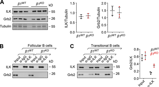 Grb2 adaptor interacts with ILK in β1KOtransitional B cells. (A) Analysis of the expression by Western blot of ILK and Grb2 in β1WT and β1KO transitional B cells. Tubulin expression was used as a loading control. Each line represents a different mouse. A quantification of ILK (left) and Grb2 (right)/loading control ratio after normalization is shown for independently performed experiments. The mean ± SD is plotted. Co-IP to detect the association of Grb2 with ILK. (B and C) Lysates of β1WT and β1KO Fo (B) and transitional (C) B cells were incubated with beads cross-linked with α-ILK or control α-Ig antibodies. Samples were washed and resolved by SDS/PAGE. Grb2 and ILK were detected by immunoblot analysis with specific antibodies. A quantification of the Grb2/ILK ratio for transitional B cells is shown for independently performed experiments. Co-IPs with α-ILK and control α-Ig antibodies are represented by black and red dots, respectively. The mean ± SD is plotted. (A–C)n = 3 mice. Each circle in the graphs represents data from one mouse. Data are representative of three independent experiments. Mean and SD are indicated by horizontal lines in the data points. Source data are available for this figure: SourceData F8.