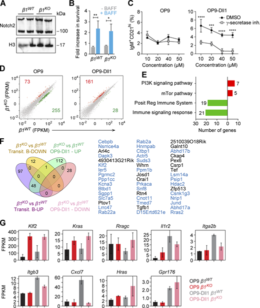 β1KOtransitional B cells show normal survival and Notch2 expression but different transcriptional profile during differentiation. Related to Fig. 5. (A) Western blot to show Notch2 expression in transitional B cells from β1WT and β1KO mice. H3 expression was used as a loading control. Each line represents a different mouse. (B) Fold-change in survival of β1WT and β1KO transitional B cells, cultured in OP9-Dll1 for 72 h in the absence or presence of the survival factor BAFF. (C) Mean (±SD) frequencies of IgM+CD21hi cells cultured in OP9 (left panel) and in OP9-Dll1 (right panel) cells for 3 d, with different indicated concentrations of γ-secretase inhibitor or with DMSO (vehicle control). (A–C)n = 3 mice. Data are representative of at least three experiments; significance calculated by unpaired Student’s t test (*P < 0.05, **P < 0.01, *** P < 0.001, ****P < 0.0001). (D) Scatter plots represent gene-expression levels of β1WT (x axis) and β1KO (y axis) transitional B cells cultured in OP9 (left) and OP9-Dll1 (right). The unaltered (gray), up- (red), and downregulated (green) genes are highlighted. (E) Functional classification of up- (red) and downregulated (green) genes in β1KO transitional B cells cultured in OP9-Dll1 relative to OP9 stromal cells. Numbers next to the bars indicate number of genes associated with each functional class. (F) The Venn diagram (left) represents the overlap of in vitro OP9-Dll1 culture and primary transitional B cell datasets of the differentially expressed genes between β1KO and β1WT cells. The up- and downregulated genes are grouped separately for each comparison. A 1.5-fold change was used as a cutoff for primary cells and a twofold change for in vitro data. List of the 48 upregulated genes (right) represented in the Venn diagram. Those genes that also overlap between the in vitro OP9-Dll1 culture and primary MZ B cell datasets are highlighted in blue. (G) Expression levels (FPKM) of differentially expressed key genes in β1WT and β1KO transitional B cells cultured in OP9 and OP9-Dll1 cells. Error bars indicate SD; n = 2. RNA-seq was performed once. Source data are available for this figure: SourceData FS4.