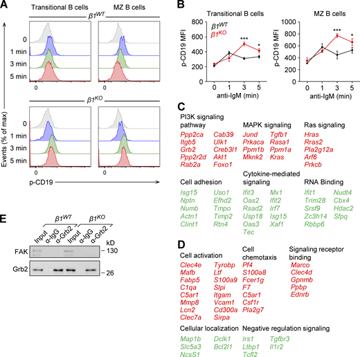 Increased p-CD19 levels in β1KO transitional and MZ B cells and list of deregulated genes in transitional B cells treated with PI3K inhibitor. Related to Figs. 7 and 8. (A) Transitional and MZ B cells from β1WT and β1KO mice were stimulated for different time points with anti-mouse IgM F(ab′)2 antibody and the phosphorylation of CD19 was evaluated by flow cytometry. (B) Mean (±SD) of phosphorylation of CD19 MFI is plotted. (A and B)n = 3 mice. Data are representative of three different experiments; significance is calculated by ANOVA test (* P < 0.05, *** P < 0.001). (C and D) Selected list of key genes from functional classification of up- (red) and downregulated (green) genes in PI3K inhibitor–treated β1WT (C) and β1KO (D) transitional B cells. RNA-seq was performed once. (E) Lysates of transitional β1WT and β1KO B cells were incubated with beads cross-linked with α-Grb2 or control α-Ig antibodies. Samples were washed and resolved by SDS-PAGE. Grb2 and FAK were detected by immunoblot analysis with specific antibodies. Data are representative of two independent experiments. Source data are available for this figure: SourceData FS5. Refer to the image caption for details.