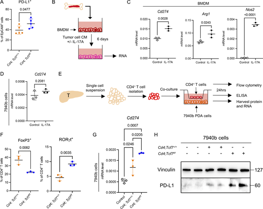 TCF1 depletion in CD4+T cells drives PD-L1 expression in myeloid cells and tumor cells. (A) PD-L1+ EpCAM+ cells in the 7940b tumors were measured by CyTOF as a percentage of EpCAM+ cells (n = 5/group). (B) Experimental design of BMDM isolation and IL-17A treatment. The experiment was independently performed twice. CM = conditioned medium. (C) qRT-PCR for Cd274, Arg1, and Nos2 expression in BMDM after IL-17A treatment (n = 3/group). (D) qRT-PCR for Cd274 expression in 7940b cells treated with IL-17A for 24 h. (E) Experimental design of CD4+ T cell isolation and co-culture with epithelial cells. The experiment was independently performed twice. T = tumor. (F) FoxP3+ and RORγt+ CD4+ T cells after co-culture were measured by flow cytometry as a percentage of CD4+ T cells (n = 3/group). (G) qRT-PCR for Cd274 expression in 7940b cells after co-culture (n = 3/group). (H) Western blot for PD-L1 expression (Vinculin as loading control) in 7940b cells after co-culture. Molecular weight markers are in kD. Two-tailed Student t test (two groups) and one-way ANOVA with Tukey test (three groups) were performed for comparison between groups. P < 0.05 was considered significant. Source data are available for this figure: SourceData F5.