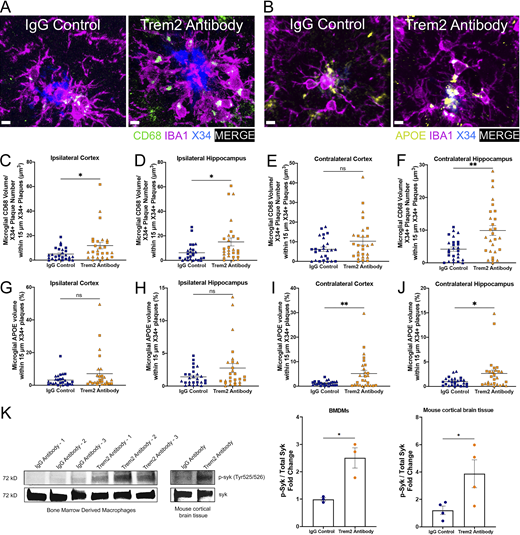 Chronic TREM2 activation with a TREM2 antibody increases peri-plaque microglial CD68 and ApoE and syk signaling. (A) Representative images of CD68+ puncta, IBA1+, and X34+ staining in ipsilateral HC. Scale bar, 5 µm. (B) Representative images of APOE+, IBA1+, and X34+ staining in ipsilateral HC. (C–F) Quantification of the number of microglial CD68+ staining within 15 µm of plaques in the ipsi- and contra- cortices (C and E) and hippocampi (D and F). (G–J) Quantification of the number of microglial ApoE+ staining within 15 µm of plaques in the ipsi- and contra- cortices (G and I) and hippocampi (H and J). (K) Western blot analysis of p-syk normalized to total syk of BMDMs treated with IgG control antibody or Trem2 antibody. Immunoblot analysis of p-syk and syk protein levels in BMDMs and in mouse cortical brain tissue. Unedited blots are included in source data. In C–J, triangle symbol represents female mice, and square symbol represents male mice either treated with the IgG control antibody (n = 14 female, n = 12 male) or the TREM2 antibody (n = 13 female, n = 14 male). Data are presented as mean ± SEM. Significance for C–J was determined using a linear regression with sex as a covariate. Significance for K was determined using a Student’s t test. ns, P > 0.05; *, P < 0.05; **, P < 0.01. Source data are available for this figure: SourceData FS3.