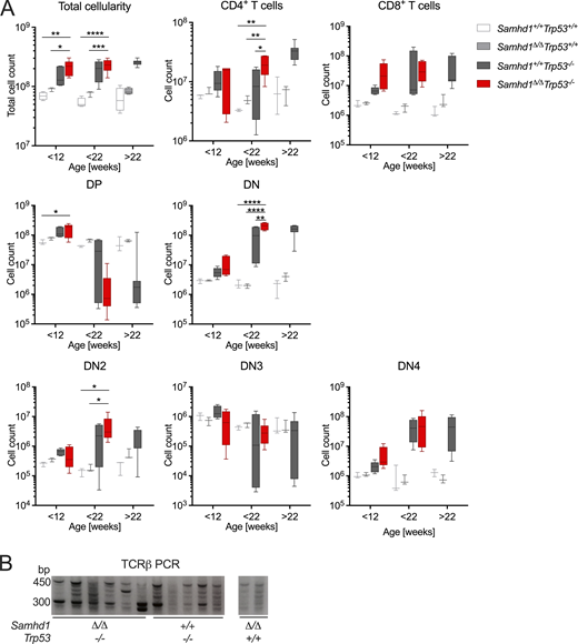 Aberrant T cell development in Samhd1Δ/ΔTrp53−/−and in Samhd1+/+Trp53−/−mice. Related to Fig. 2. (A) Thymus parameters recorded by flow cytometry. Cells were gated based on scatter (exclude debris) and DAPI− for living cells, before gating on the respective markers. DP = CD4+CD8+, DN = CD4−CD8−, DN1 = CD4−CD8−CD44+CD25− (shown in Fig. 2 F), DN2 = CD4−CD8−CD44+CD25+, DN3 = CD4−CD8−CD44−CD25+, DN4 = CD4−CD8−CD44−CD25− (two-way ANOVA followed by Tukey’s multiple comparison test). (B) DNA was extracted from total thymus of mice with the indicated genotypes. TCRβ loci were amplified by PCR using a combination of 22 primers binding in a V segment combined with one primer binding in J1.7. Similar results were obtained with primer J2.7 (not shown). Strategy according to Martins et al. (2014). * = P < 0.05, ** = P < 0.001, *** = P < 0.001, **** = P < 0.0001. Source data are available for this figure: SourceData FS1.