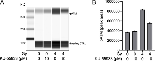 KU-55933 reduces ATM phosphorylation in Samhd1Δ/ΔMEFs after irradiation. Related to Fig. 3. Samhd1Δ/Δ MEFs were incubated with 10 µM KU-55933 or DMSO for 1 h and then irradiated with a dose of 4 Gy or left untreated. 1 h after irradiation cells were collected in RIPA buffer and subjected to capillary western analysis using a WES system (Protein Simple). (A) Virtual blot of the signals obtained in WES. The antibody produced an unspecific signal at 115 kD that was used as a loading control. (B) Quantification of the signal area for the pATM signal at 300 kD. Source data are available for this figure: SourceData FS2.