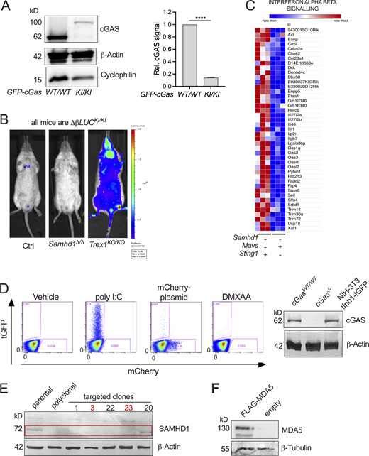 Spontaneous activation of MDA5 in Samhd1Δ/Δmice depends on cGAS/STING signaling. Related to Fig. 5. (A) Representative Western blot for cGAS in GFP-cGasKI/KI and GFP-cGasWT/WT control mice (left). Data from two independent experiments for densitometric quantification of cGAS signal relative to the signal for β-actin (right, Student’s t test). cGAS = 62 kD, GFP-cGAS around 92 kD. (B) Spontaneous in vivo Ifnb1-luciferase signal in Samhd1+/Δ (Ctrl), Samhd1Δ/Δ, and Trex1KO/KO mice. All mice were homozygous for the luciferase knock in (ΔβLUCKI/KI). (C) Normalized read counts of genes belonging to the Reactome Interferon_Alpha_Beta_Signalling gene set showing lower expression of ISGs in Samhd1Δ/ΔSting1GT/GT vs. between Samhd1Δ/ΔMavs−/− peritoneal macrophages. The heatmap was generated with data presented in Fig. 4, A and B. (D) Left: Transfection of NIH-3T3-Ifnb1-tGFP reporter cells with 1 µg/ml poly I:C, 3 µg/ml mCherry-expression plasmid, or incubation with 20 μg/ml DMXAA. Frequency of tGFP+ cells was determined by flow cytometry 16 h later. One of three experiments with identical results is shown. Note the lack of a response to plasmid DNA and DMXAA consistent with a lack of STING in these cells. The amounts of poly I:C used here are 10- to 1,000-fold above the amounts used in Fig. 5, B and C. Right: Western blot confirming cGAS protein in Ifnb1-tGFP reporter cells. (E) Confirmation of SAMHD1 KO (deletion of exon 4, not shown) in Ifnb1-tGFP. Numbers above designate single clones. Clone 20 shows truncation and was not used. Studies in the manuscript show results from clone 3 and were confirmed in clone 23; both are marked in red. (F) Western blot 72 h after transfection with of Ifnb1-tGFP with 5 μg/ml of either empty plasmid or FLAG-MDA5 expression plasmid. Detection was done using FLAG-antibody. **** = P < 0.0001. Source data are available for this figure: SourceData FS4.