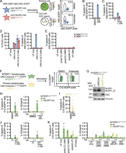 Reporter cell lines recapitulate NLRP1 inflammasome assembly. (A) Scheme of generated HEK 293T reporter cell lines and detection of ASC specks by flow cytometry. (B–E) HEKNLRP1+ASC or HEKNLRP3+ASC cells were treated with 30 µM Tal (B) or UV for 3 min (C), or were transfected with expression vectors for FLAG-tagged HRV 14 protease 3C (D), or 1 µg/ml of the indicated nucleic acid species (E). 20 h after treatment, ASC-EGFP–positive cells were analyzed by flow cytometry and the fraction of cells with ASC specks was determined with the gating strategy described in A. In D, cells were additionally stained for FLAG and ASC specks were only quantified in FLAG-positive cells for all samples transfected with plasmids, i.e., not in LF only controls. (F) Scheme of generated N/TERT-1 reporter cell lines and detection of C1C specks by flow cytometry. (G) N/TERT-1C1C-EGFP cells and monoclonal ASC and NLRP1 knockout derivatives were analyzed by immunoblot with the indicated antibodies. (H–K) N/TERT-1C1C-EGFP cells and their monoclonal NLRP1 knockout derivatives (H, J, and K) or NHEKC1C-EGFP (I) were treated with the indicated stimuli for 20 h as described above. For flow cytometry experiments, cells were additionally treated with 100 µM VX. To quantify inflammasome assembly, C1C-EGFP–positive cells were analyzed by flow cytometry. The fraction of cells with C1C-EGFP specks was determined with the gating strategy described in F. IL-1β from the supernatants of cells stimulated in the absence or presence of 100 μM VX was quantified by HTRF (H, J, and K). Data represents average values (with individual data points) from three independent experiments ± SEM. UbC indicates ubiquitin C (promoter). MW, molecular weight. Source data are available for this figure: SourceData F1.
