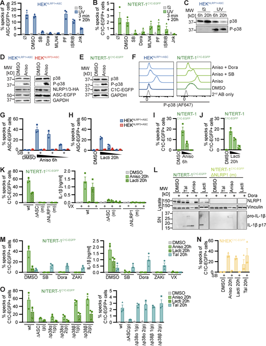 Human NLRP1 is activated by the ribotoxic stress response. (A–C) HEKNLRP1+ASC (A and C) or N/TERT-1C1C-EGFP (B) cells were treated with UV for 3 min and cultivated for 20 h in the presence of 20 μM SB, 10 µM Dora, 1 μM MLN4, 1 μM PF, 200 nM ISRIB, 3 µM Jnk, or DMSO. ASC speck formation was quantified by flow cytometry as described in Fig. 1 (A and B), or lysates analyzed by immunoblot with antibodies for p38 and phospho-p38 (P-p38; C). (D–F) HEKNLRP1+ASC (D and F), HEKNLRP3+ASC (D), or N/TERT-1C1C-EGFP (E and F) were treated with DMSO or 15 µM Aniso for 60 min, where indicated in the presence of 20 µM SB or 10 µM Dora. Lysates were analyzed by immunoblot with antibodies for p38, P-p38, HA, EGFP, or GAPDH (D and E). Fixed cells were stained for P-p38 and analyzed by flow cytometry (F). (G–J) HEKNLRP1+ASC, HEKNLRP3+ASC (G and H) or N/TERT-1C1C-EGFP (I and J) cells were treated with DMSO, 15/1.5/0.15 µM Aniso for 6 h, or 2.5/0.5/0.1 µM Lacti for 20 h, where indicated in the presence of 20 µM SB. Specks were quantified as in A and B. (K–O) N/TERT-1C1C-EGFP cells (K, L, M, and O), their monoclonal NLRP1 or ASC knockout derivatives (K and L), their polyclonal p38α or p38β knockout derivatives (O), or NHEKC1C-EGFP (N) were treated with DMSO, 15 µM Aniso, 2 µM Lacti, or 30 µM Tal for 20 h, where indicated in the presence of 20 µM SB, 10 µM Dora, or 100 nM ZAKα inhibitor 6p (ZAKi). Specks were quantified as in A and B. IL-1β from the supernatants of cells stimulated in the absence or presence of 100 μM VX was quantified by HTRF (K and M). NLRP1 and Vinculin in the lysates, as well as IL-1β in precipitated supernatants were analyzed by immunoblot (L). The immunblot data from the complete experiment with additional samples and antibodies is shown in Fig. S4. N/TERT-1C1C-EGFP and NHEKC1C-EGFP cells were stimulated in the presence of 100 µM VX for all flow cytometry experiments. Data from all experiments quantifying specks or IL-1β release represents average values (with individual data points) from three independent experiments ± SEM. Immunoblots in C–E and L, as well as flow cytometry data in F display results representative of two (L) or three (C–F) independent experiments. MW, molecular weight. Source data are available for this figure: SourceData F2.