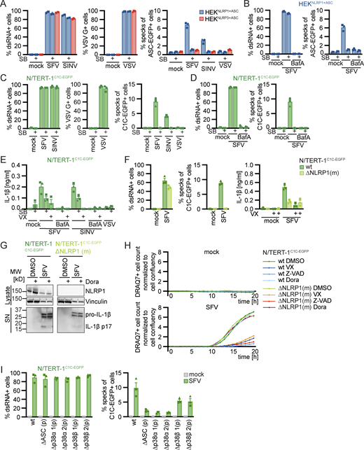 Alphavirus infection activates human NLRP1 in a p38-dependent manner. (A–E) HEKNLRP1+ASC and HEKNLRP3+ASC (A and B) or N/TERT-1C1C-EGFP (C–E) cells were infected with SFV, SINV, or VSV at an MOI of 1 (HEK) or 5 (N/TERT-1) for 20 h in the presence or absence of 20 µM SB, where indicated in the presence of 100 nM BafA. Infected cells were stained with antibodies for dsRNA (SFV, SINV) or VSV G (VSV), and cells analyzed by flow cytometry. Speck assembly was quantified by flow cytometry as described in Fig. 1 (A–D). Specks were only quantified in infected cells for all samples treated with virus, i.e., not in mock controls. IL-1β from the supernatants of cells stimulated in the absence or presence of 100 μM VX was quantified by HTRF (E). (F–I) N/TERT-1C1C-EGFP cells (F–I), their monoclonal NLRP1 knockout derivative (F–H), or their polyclonal p38α or p38β knockout derivatives (I) were infected with SFV as in C–E. Infection, speck assembly (F, I) and IL-1β release (F) were quantified as in C–E. NLRP1 and Vinculin in the lysates, as well as IL-1β in precipitated supernatants were analyzed by immunoblot (G). The immunblot data from the complete experiment with additional samples and antibodies is shown in Fig. S4. Uptake of non-cell permeable DNA dye DRAQ7 was detected every hour for a total of 20 h, in the presence of DMSO, 100 μM VX, 50 μM Z-VAD, or 10 µM Dora (H). N/TERT-1C1C-EGFP cells were stimulated in the presence of 100 µM VX for all flow cytometry experiments. Data from all experiments quantifying specks or IL-1β release represents average values (with individual data points) from three independent experiments ± SEM. Immunoblots (G) and quantifications of DRAQ7 uptake over time (H) display data representative of two (G) or three (H) independent experiments. MW, molecular weight. Source data are available for this figure: SourceData F4. Refer to the image caption for details.