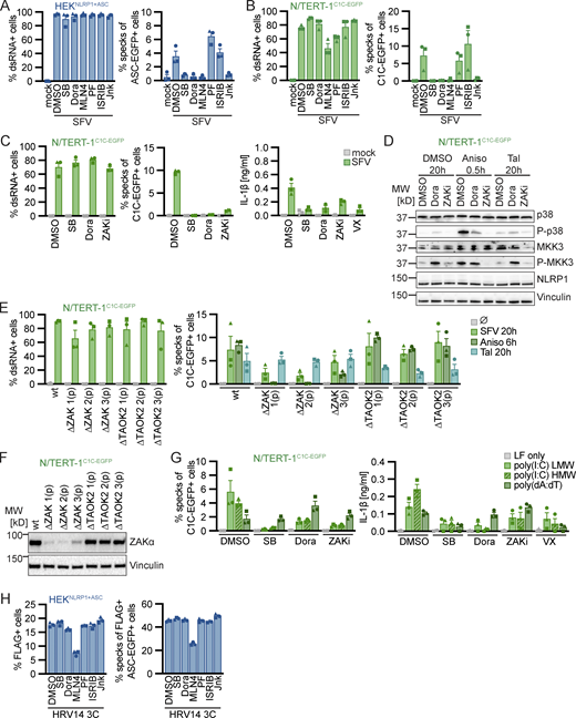 Alphavirus infection and cytosolic dsRNA activate human NLRP1 in a p38 and ZAKα-dependent manner. (A–C) HEKNLRP1+ASC (A) or N/TERT-1C1C-EGFP (B and C) cells were infected with SFV at an MOI of 5 for 20 h in the presence of DMSO, 20 µM SB, 10 µM Dora, 1 μM MLN4, 1 μM PF, 200 nM ISRIB, 3 µM Jnk, 100 nM ZAKα inhibitor 6p (ZAKi), or 100 μM VX. Infected cells were stained with antibodies for dsRNA. Infection and speck assembly in infected cells were quantified by flow cytometry as described in Fig. 4. IL-1β from the supernatants of cells was quantified by HTRF (C). (D) N/TERT-1C1C-EGFP were treated with DMSO, 15 µM Aniso, or 30 μM Tal for the indicated times in the presence of DMSO, 10 µM Dora, or 100 nM ZAKi. Lysates were analyzed by immunoblot with antibodies for p38, P-p38, MKK3, P-MKK3, NLRP1, and Vinculin. (E) N/TERT-1C1C-EGFP cells and their polyclonal ZAKα or TAOK2 knockout derivatives were infected with SFV as in A, or stimulated with DMSO, Aniso, or Tal as in D for the indicated times. Infection and speck assembly in infected, C1C-EGFP–positive cells (SFV), or speck assembly in C1C-EGFP–positive cells (untreated and other triggers) were quantified as before. (F) Polyclonal ZAKα or TAOK2 knockout derivatives of N/TERT-1C1C-EGFP cells were analyzed by immunoblot with the indicated antibodies. (G) N/TERT-1C1C-EGFP cells were transfected with 1 µg/ml of the indicated nucleic acid species in presence of DMSO, 20 µM SB, 10 µM Dora, 100 nM ZAKi, or 100 μM VX for 20 h. Speck assembly and IL-1β release were quantified as in Fig. 1. (H) HEKNLRP1+ASC cells transiently expressing FLAG-tagged HRV14 protease 3C in the presence of 20 μM SB, 10 µM Dora, 1 μM MLN4, 1 μM PF, 200 nM ISRIB, 3 µM Jnk, or DMSO for 20 h were analyzed for FLAG expression and specks as described in Fig. 1. N/TERT-1C1C-EGFP cells were stimulated in the presence of 100 µM VX for all flow cytometry experiments. Data from all experiments quantifying specks or IL-1β release represents average values (with individual data points) from three independent experiments ± SEM. Immunoblots in D and F display data representative of three independent experiments. MW, molecular weight. Source data are available for this figure: SourceData F5.