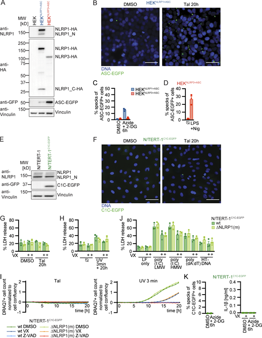 Reporter cell lines recapitulate NLRP1 inflammasome assembly. (A) Lysates of HEK 293T (HEK), HEKNLRP1+ASC, and HEKNLRP3+ASC cells were analyzed by immunoblot with the indicated antibodies to confirm expression of NLRP1-HA, NLRP3-HA, and ASC-EGFP. (B and F) HEKNLRP1+ASC or N/TERT-1C1C-EGFP cells were seeded on cover slips and stimulated with DMSO or 30 µM Tal for 20 h as in (Fig. 1, B and H). Fixed cells were stained for DNA and representative images were recorded by wide-field fluorescence microscopy. Scale bars represent 50 μm. (C and K) HEKNLRP1+ASC, HEKNLRP3+ASC, or N/TERT-1C1C-EGFP cells were treated with DMSO or 10 mM sodium azide and 50 mM 2-DG for 6 h. ASC-EGFP or C1C-EGFP speck formation was quantified by flow cytometry as described in Fig. 1, A and F. N/TERT-1C1C-EGFP cells were stimulated in the presence of 100 µM VX for flow cytometry experiments. IL-1β from the supernatants of cells stimulated in the absence or presence of 100 μM VX was quantified by HTRF. (D) HEKNLRP3+ASC cells were treated with 200 ng/ml LPS for 3 h and 10 µM Nig for 1 h, followed by quantification of ASC-EGFP specks by flow cytometry as in C. (E) Cell lysates of N/TERT-1 and N/TERT-1C1C-EGFP cells were analyzed by immunoblot with the indicated antibodies to confirm expression of NLRP1 and C1C-EGFP. (G–J) N/TERT-1C1C-EGFP cells and their monoclonal NLRP1 knockout derivatives were stimulated with 30 µM Tal (G and I), UV for 3 min (H and I), or transfected with 1 µg/ml of the indicated nucleic acid species (J) for 20 h as in Fig. 1, H, J, and K, where indicated in the presence of DMSO, 100 μM VX, or 50 μM Z-VAD. Cell death was quantified by detection of LDH release into the supernatant (G–J), or by uptake of non-cell permeable DNA dye DRAQ7 over 20 h (I). For LDH detection, the same supernatants as for IL-1β detection in Fig. 1, H, J, and K, were used. Data from all experiments quantifying specks, LDH release, or IL-1β release represents average values (with individual data points) from three independent experiments ± SEM. Immunoblots in A and E, microscopy images in B and F and quantifications of DRAQ7 uptake over time in I display experiment representatives of two or three independent experiments. MW, molecular weight. Source data are available for this figure: SourceData FS1.