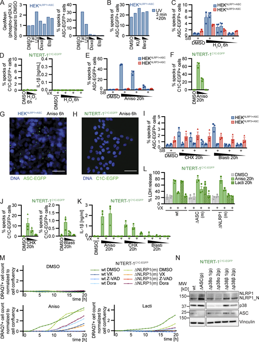 Human NLRP1 is activated by the ribotoxic stress response. (A) HEKNLRP1+ASC cells were stimulated with 30 µM Tal, UV for 3 min, 20/2 µM Doxo, or 100/25 µM Eto and harvested after 20 h. Cells were stained for phospho-γH2A.X and analyzed for DNA damage markers (left) or ASC-EGFP specking (right) by flow cytometry as in Fig. 1. (B) HEKNLRP1+ASC cells were stimulated with UV for 3 min and subsequently cultivated in the presence of 10/1 µM KU-60019 (KU), or 1/0.1 µM Berzosertib (Berz) for 20 h, followed by quantification of ASC specks as in A. (C and D) HEKNLRP1+ASC, HEKNLRP3+ASC (C), or N/TERT-1C1C-EGFP (D) cells were treated with 1.5/0.3/0.06 mM H2O2 for 6 h, where indicated in the presence of 20 μM SB or 100 μM VX. Specks and secreted IL-1β were quantified by flow cytometry and HTRF, respectively. (E and F) HEKNLRP1+ASC, HEKNLRP3+ASC (E), or N/TERT-1C1C-EGFP (F) cells were treated with DMSO or 15/1.5/0.15 µM Aniso for 20 h, where indicated in the presence of 20 µM SB. Specks were quantified as in A. (G and H) HEKNLRP1+ASC (G) or N/TERT-1C1C-EGFP (H) cells were seeded on cover slips and stimulated with DMSO or 15 µM Aniso for 6 h as in (Fig. 2, G and I). Fixed cells were stained for DNA and representative images were recorded by wide-field fluorescence microscopy. Scale bars represent 50 μm. (I–K) HEKNLRP1+ASC, HEKNLRP3+ASC (I), or N/TERT-1C1C-EGFP (J and K) cells were treated with DMSO, 15/1.5/0.15 µM Aniso (K), 1,000/200/40 µM CHX (I–K), or 40/4/0.8 µg/ml Blasti (I–K) for 20 h where indicated in the presence of 20 μM SB or 100 μM VX. Specks and secreted IL-1β were quantified by flow cytometry and HTRF. ASC speck assembly after Aniso treatment shown in F was done in the same experiment. (L and M) N/TERT-1C1C-EGFP cells and their monoclonal ASC or NLRP1 knockout derivatives were stimulated with DMSO, 15 µM Aniso, or 2 µM Lacti for 20 h as in Fig. 2 K, where indicated in the presence of DMSO, 100 μM VX, 50 μM Z-VAD, or 10 μM Dora. Cell death was quantified by detection of LDH release (L) or uptake of non-cell permeable DNA dye DRAQ7 over 20 h (M). For LDH detection, the same supernatants as for IL-1β detection in Fig. 2 K were used. (N) Lysates of N/TERT-1C1C-EGFP or its polyclonal ASC, p38α, or p38β knockout derivatives were analyzed by immunoblot with the indicated antibodies. N/TERT-1C1C-EGFP cells were stimulated in the presence of 100 µM VX for all flow cytometry experiments. Data from all experiments quantifying specks, LDH release, or IL-1β release represents average values (with individual data points) from one or three independent experiments ± SEM. Microscopy images in G and H, quantifications of DRAQ7 uptake over time in M and immunoblots in N display experiment representatives of two or three independent experiments. MW, molecular weight. Source data are available for this figure: SourceData FS2. Refer to the image caption for details.