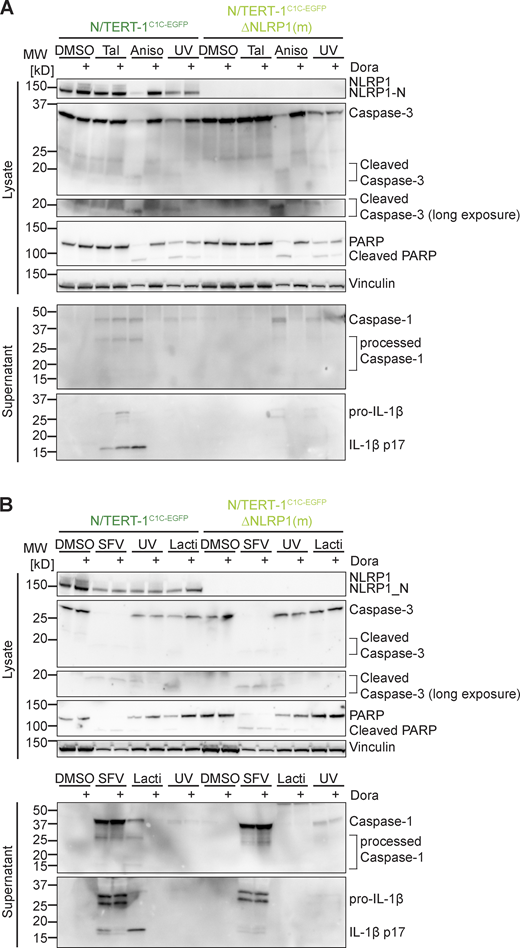 Supplementary immunoblots for Figs. 1, 2, and 4. (A and B) N/TERT-1C1C-EGFP or monoclonal NLRP1 knockout N/TERT-1C1C-EGFP cells were stimulated with DMSO, 30 μM Tal (A), 15 µM Aniso (A), UV for 3 min (A, B), 2 µM Lacti (B), or infected with SFV at an MOI of 5 (B) for 20 h. Stimulation was performed in the presence or absence of 10 µM Dora. Lysates and precipitated supernatants were analyzed by immunoblot with antibodies for NLRP1, caspase-3, PARP, caspase-1, IL-1β, and Vinculin. Please note that the order of samples is different for lysates and supernatants in B. Excerpts of these immunoblots are displayed in Figs. 2 and 4. Data displays experiment representatives of two independent experiments. MW, molecular weight. Source data are available for this figure: SourceData FS4. Refer to the image caption for details.