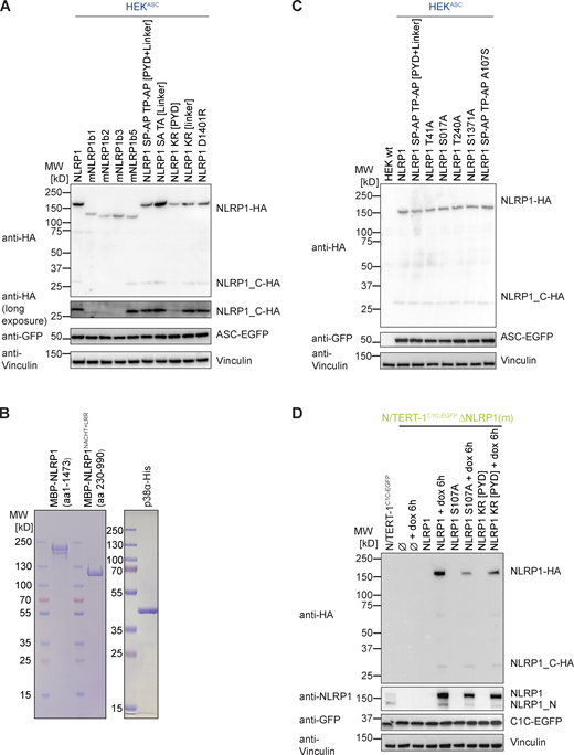 Supplementary immunoblots and SDS-PAGE gels for Figs. 9 and 10. (A and C) Lysates of HEK 293T (HEK) or HEKASC-based cell lines constitutively expressing HA-tagged human NLRP1, the indicated murine Nlrp1b alleles (A), or the indicated human NLRP1 mutants (A and C) were analyzed by immunoblot with the indicated antibodies to verify expression of NLRP1-HA variants and ASC-EGFP. (B) Purified MBP-NLRP1 and MBP-NLRP1NACHT+LRR (left), as well as purified, activated p38α-His (right) used in the in vitro kinase assay in Fig. 9 B were analyzed by SDS-PAGE and Coomassie staining. (D) Lysates of N/TERT-1C1C-EGFP, monoclonal N/TERT-1C1C-EGFP ΔNLRP1, or N/TERT-1C1C-EGFP ΔNLRP1 reconstituted with the dox-inducible expressed NLRP1 or the indicated NLRP1 mutants were analyzed by immunoblot with the indicated antibodies to verify constitutive expression of C1C-EGFP and dox-induced expression of NLRP1 after 6 h. Data displays experiment representatives of two independent experiments. MW, molecular weight. Source data are available for this figure: SourceData FS5.