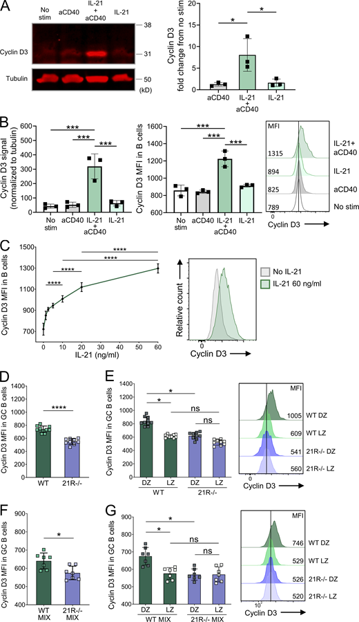 IL-21 promotes cyclin D3 expression in GC B cells. CD19+ cells were isolated from spleens of 7–15-wk-old wild-type (WT) BALB/c mice using MACS positive selection. Cells were treated with 80 ng/ml of IL-21 and/or 20 μg/ml of anti-CD40 mAb as indicated for 24 h, and cell lysates were examined by Western blotting and flow cytometry. (A) Representative Western blots for cyclin D3 and tubulin and collated data showing cyclin D3 expression fold change from untreated cells normalized to tubulin. (B) Collated Western blot data showing cyclin D3 expression normalized to tubulin (left), and collated data and representative histograms (right) showing cyclin D3 expression mean fluorescence intensity (MFI) measured by flow cytometry. One-way ANOVA; n = 3. (C) CD19+ cells were treated with 0–60 ng/ml of IL-21 and 20 μg/ml of anti-CD40 mAb for 24 h and examined by flow cytometry. Collated data and representative histograms showing cyclin D3 mean fluorescence intensity. One-way ANOVA; n = 3–4. Cyclin D3 expression was analyzed in splenic GC from SRBC-immunized WT and IL-21R−/− mice 6 d after immunization. (D) Collated data showing cyclin D3 expression mean fluorescence intensity in GC B cells (CD19+BCL6+). (E) Collated data and representative histograms showing cyclin D3 expression mean fluorescence intensity in dark zone (DZ; CXCR4highCD86low) and light zone (LZ; CXCR4lowCD86high) GC B cells. Data are collated from three independent experiments; n = 9–10; Kruskal–Wallis or Mann–Whitney U test. WT and IL-21R−/− mixed bone marrow chimeric mice were immunized with SRBC and their spleens were analyzed 6 d later. (F) Collated data showing cyclin D3 expression mean fluorescence intensity in WT and IL-21R−/− GC B cells. (G) Collated data and representative histograms showing cyclin D3 expression mean fluorescence intensity in WT and IL-21R−/− dark zone and light zone GC B cells. Data are collated from two independent experiments; n = 7; Kruskal–Wallis or Mann–Whitney U test. Mean ± SD are shown; ****, P < 0.0001; ***, P < 0.001; *, P < 0.05; ns, not significant. Source data are available for this figure: SourceData F5.