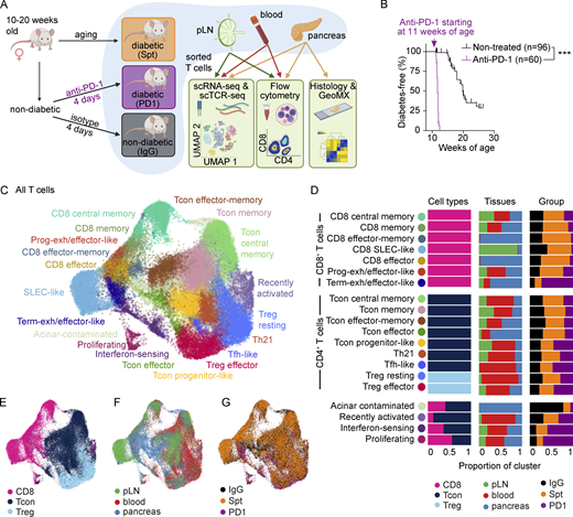 Comparison of single-cell transcriptional landscape of CD4+and CD8+T cells during spontaneous and anti-PD-1-induced T1D in NOD mice. (A) Study design for multisite analysis of IgG, Spt, or PD1 mice. (B) Percent diabetes-free NOD mice following administration of two doses of anti-PD-1 antibody (purple) or isotype control antibody (black) every other day beginning at 11 wk of age. Kaplan–Meier survival curves and results from a Mantel-Cox log-rank test (P < 1 × 10−15) are shown. (C) Clustering and UMAP visualization of integrated CD4+ and CD8+ T cell data from paired blood, pLN, and pancreas from three mice per treatment group (IgG, PD1, and Spt). Colors denote transcriptional clusters, labeled with functional annotations. See Materials and methods for more details on functional annotations, and Table S1 for full list of upregulated genes per cluster. (D) Stacked bar plots showing the proportion of cell types (Tcon, Treg, and CD8+ T cells), tissues, and treatment groups within each cluster. Definitions used to classify cells as CD8+, Tcon, or Treg are indicated in the Materials and methods. The term “Tcon” specifically refers to CD4+ Foxp3− T cells. Most clusters were exclusively one cell type (e.g., CD8+ T cells, Tcons, or Tregs). However, some clusters (e.g., bottom four rows) contained a mix of CD8+ T cells and Tcons. (E–G) UMAP visualization of the distribution of all T cells based on (E) cell type classification, (F) tissues, and (G) treatment groups. Asterisks indicating significance: ***, P < 0.001.
