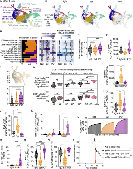 CD8+T cells in the pancreas show a gain in proliferation, gain in exhaustion-like features, and decrease in memory-like features in anti-PD-1-induced T1D compared with spontaneous T1D. (A) UMAP visualization of integrated CD8+ T cells detected in the pancreas. Points represent individual cells and colors denote cluster classification as labeled. (B) UMAP visualization of integrated CD8+ T cells detected in the pancreas of each treatment group. Dots represent individual cells with the color representing the cluster classification and size corresponding to the size of the clonotype. Functional annotations for each cluster shared with labels in A. (C) Stacked bar plots denoting the percentage of cells from each treatment group within individual clusters (left panel). Heatmap showing the number of cells detected in each cluster and treatment group (middle panel) and −log10 adjusted P values from a Fisher’s exact test (right panel). (D) Violin plots quantifying the expression of a gene signature score of terminally exhausted T cells (Miller et al., 2019) in all CD8+ T cells in the pancreas. IgG-Spt, P = 1.21 × 10−4; IgG-PD1, P = 4.74 × 10−77; Spt; PD1, P = 1.74 × 10−71. (E) Violin plots showing gMFI of TOX in CD8+CD11ahiCD62L− T cells in the pancreas by flow cytometry analysis. Spt-PD1, P = 0.0008. (F) UMAP visualization of expression of multiple co-inhibitory receptor transcripts (Tigit, Ctla4, Cd160, Cd244a, Pdcd1, and Havcr2; top) and violin plots of the number of co-inhibitory receptors expressed by individual cells in each treatment group (bottom). IgG-PD1, P = 6.46 × 10−158; Spt-PD1, P = 2.12 × 10−203. (G) Violin plots showing the mean gene signature scores from NOD in CD8+ T cells from the colons of HC, UC (Boland et al., 2020; Corridoni et al., 2020), CB, and CB+colitis patients (Luoma et al., 2020). HC-CB+colitis, P = 0.002; CB-CB+colitis, P = 0.002. Gene signatures derived from terminally exhausted/effector-like T cells (top) or effector CD8+ T cells from NOD pancreas (bottom). Each dot shows the average gene signature score of the cells in an individual person. Gene signature from terminally exhausted/effector-like T cells from NOD can be found in Table S3, and effector CD8+ T cells from NOD can be found in Table S4. (H) Violin plots showing gMFI of T-bet in CD8+CD11ahiCD62L− T cells in the pancreas by flow cytometry analysis. IgG-Spt, P = 0.0008; Spt-PD1, P = 0.0020. (I) Violin plots quantifying percent CD127+ staining within CD8+CD11ahiCD62L− T cells in the pancreas measured by flow cytometry. IgG-Spt, P <0.0001; Spt-PD1, P = 0.0012. (J) Violin plots showing percent BCL-2+ in CD8+CD11ahiCD62L− T cells in the pancreas by flow cytometry analysis. IgG-Spt, P < 0.0001; IgG-PD1, P = 0.0298; Spt-PD1, P < 0.0001. (K) Violin plots quantifying the total number of CD127+ and CD127− CD8+CD11ahi CD62L− T cells detected in the pancreas measured by flow cytometry. For CD127− T cells: IgG-PD1 P < 0.001; Spt-PD1 P < 0.0001. (L) Plot of the top 50 most expanded clonotypes, each represented as a vertical line and terminal point, within each treatment group shown as the cumulative total percentage of TCRs detected in CD8+ T cells within that treatment group. (M) Violin plots quantifying the total number of NRP-v7+ T cells detected in the pancreas measured by flow cytometry. IgG-PD1, P < 0.0001; Spt-PD1, P < 0.0001. (N) Violin plot quantifying the percent Ki-67+ staining within CD8+CD11ahiCD62L− T cells in the pancreas measured by flow cytometry. IgG-Spt, P < 0.0001; IgG-PD1, P = 0.0002; Spt-PD1, P < 0.0001. (O) Violin plots quantifying percent Ki-67+ staining within CD8+ NRP-v7+ T cells detected in the pancreas by flow cytometry. IgG-Spt, P = 0.0008; Spt-PD1, P < 0.0001. (P) Percent diabetes-free NOD mice administered isotype control antibody (black) or anti-IL-7Rα antibody (green) twice a week beginning at 10 wk of age. Following 3 wk of treatment with isotype control antibody (purple) or anti-IL-7Rα antibody (red), mice were injected with anti-PD-1 antibody. Kaplan–Meier survival curves are shown. IgG2a vs. anti-IL-7R, P = 0.007. Flow cytometry results are pooled from 3 to 25 independent experiments and significance determined using a non-parametric Kruskall–Wallis test with Dunn’s posthoc test for multiple comparisons. Bars in violin plots represent the first quartile, median, and third quartile. Significant comparisons are indicated with asterisks: *, P < 0.05; **, P < 0.01; ***, P < 0.001; ns, not significant.