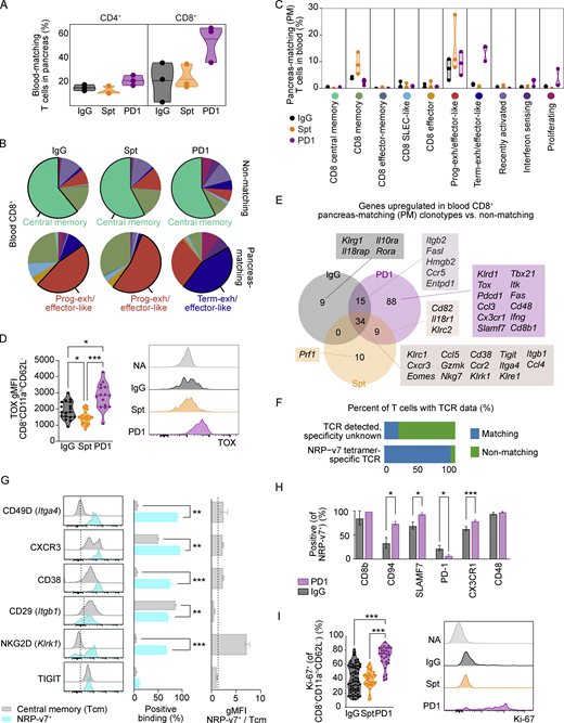 Circulating blood CD4+and CD8+T cells with matching TCRs to pancreatic CD4+and CD8+T cells show unique transcriptional features in anti-PD-1-induced T1D compared to spontaneous T1D. (A) Violin plots quantifying the percentage of blood-matching T cells in the pancreas out of all CD4+ (left) or CD8+ (right) T cells. Each dot represents the cells from one individual mouse (n = 3 mice per group). (B) Pie charts displaying the cluster proportions of non-matching (top) and PM (bottom) CD8+ T cells in the blood. The cluster that constitutes the largest proportion is annotated with text. The colors for the pie slices correspond with the clusters identified in Fig. 2 A, and the corresponding names and colors for each cluster are shared with C. (C) Violin plots showing the frequency of PM CD8+ T cells in the blood on a cluster-by-cluster basis, separated by treatment group. The clusters are those that were identified in Fig. 2 A. (D) Violin plots showing gMFI of TOX in CD8+CD11ahiCD62L− T cells in the pancreas by flow cytometry analysis (left). IgG-Spt, P = 0.0393; IgG-PD1, P = 0.0408; Spt-PD1, P < 0.0001. Representative flow cytometry TOX staining on naive (NA; CD8+CD11a−CD62L+) and effector CD8+CD11ahiCD62L− T cells (right) from indicated treatment groups. (E) Venn diagram showing the number of upregulated genes in PM vs. non-PM CD8+ T cells between the three treatment groups. A subset of selected genes within each group is listed. Full list available in Table S5. (F) Bar plot showing the percentage of T cells with known TCR data but with unknown specificity, or TCRs that matched to NRP-v7+ sorted TCR sequences from Gearty et al. (2022). (G) Flow cytometry results of the indicated markers on NRP-v7+ CD8+ T cells and central memory (CD8+CD11ahiCD62L+) T cells in the blood of NOD mice with anti-PD-1-induced T1D. From left to right: Representative flow cytometry histograms; percent positive central memory T cells and NRP-v7+ T cells; and the ratio gMFI of NRP-v7+ over central memory T cells (CD8+CD11ahiCD62L+). Statistical significance determined using a nonparametric Mann–Whitney test with Holm-Sidak’s correction for multiple comparisons. For P values between central memory T cells and NRP-v7+ (middle panel), CD49D P = 0.0023; CXCR3 P = 0.0023; CD38 P < 0.0001; CD29 P = 0.0023, NKG2D P < 0.0001. (H) Bar plots illustrating the positive staining of indicated markers on NRP-v7+ T cells in the blood of anti-PD-1-induced T1D and non-diabetic mice. Significance between PD1 and IgG for the following markers: CD94 P = 0.0277; SLAMF7 P = 0.0202; PD-1 P = 0.0294; CX3CR1 P = 0.0001. (I) Violin plots quantifying percent Ki-67+ staining within CD8+CD11ahiCD62L− T cells in the blood measured by flow cytometry. IgG-PD1, P < 0.0001; Spt-PD1, P < 0.0001. Representative flow cytometry Ki-67 staining on naive (NA; CD8+CD11a−CD62L+) and effector CD8+CD11ahiCD62L− T cells (right). Flow cytometry results are pooled from 3 to 25 independent experiments and significance determined using a non-parametric Kruskall–Wallis test with Dunn’s posthoc test for multiple comparisons. Bars in violin plots represent the first quartile, median, and third quartile. Significant comparisons are indicated with asterisks: *, P < 0.05; **, P < 0.01; ***, P < 0.001.
