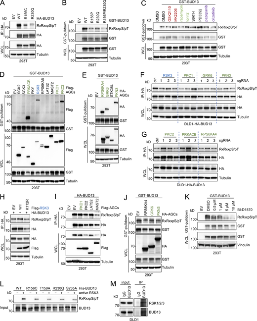 RSK3 is a putative kinase phosphorylating BUD13 on R156 and R230 motifs. (A) IB) analyses of WCL and HA-immunoprecipitates (IP) derived from HEK293T cells transfected with indicated HA-BUD13 constructs. (B and C) IB analyses of WCL and GST-pulldowns derived from HEK293T cells transfected with indicated GST-BUD13 constructs. (D) IB analyses of WCL and GST-pulldowns derived from HEK293T cells transfected with indicated Flag-AGC constructs with GST-BUD13. (E) IB analyses of WCL and GST-pulldowns derived from HEK293T cells transfected with indicated HA-AGC constructs with GST-BUD13. (F and G) IB analyses of WCL and HA-IPs derived from DLD1 cells stably expressing HA-BUD13 by lentiviral infection and depleted of indicated endogenous genes by CRISPR. Cells were selected in 1 µg/ml puromycin for 72 h to eliminate non-infected cells. (H) IB analyses of WCL and HA-IPs derived from HEK293T cells transfected with indicated Flag-RSK3 constructs with HA-BUD13. (I) IB analyses of WCL and HA-IPs derived from HEK293T cells transfected with indicated Flag-AGC constructs with HA-BUD13. (J) IB analyses of WCL and GST-pulldowns derived from HEK293T cells transfected with indicated HA-AGC constructs with GST-BUD13. (K) IB analyses of WCL and GST-pulldowns derived from HEK293T cells transfected with GST-BUD13 and treated with indicated doses of BI-D1870 for 18 h before cell collection. (L) In vitro kinase assay between His-tag-BUD13 protein and active RSK3. (M) IB analysis of input and endogenous BUD13-IP from DLD1 cells. All the data are representative of three independent experiments. Source data are available for this figure: SourceData F2. Refer to the image caption for details.