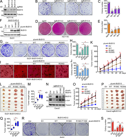 The cancerous R156C- or R230Q-BUD13 mutant promotes colon cancer cell growth. (A) IB analyses of WCL derived from HCT116 cells depleted of BUD13 by indicated sgRNAs via lentiviral infection. Cells were selected in 1 μg/ml puromycin for 72 h to eliminate non-infected cells. (B and C) Representative images for 2D colony formation assays using cells from A and quantified in C. Scale bar represents 5 mm. (D and E) Representative images for 3D soft agar growth assays using cells from A and quantified in E. Scale bar represents 5 mm. (F) IB analyses of WCL derived from DLD1 cells depleted of BUD13 and re-expressing indicated BUD13-WT or mutants via lentiviral infection. Cells were selected with 2 mg/ml blasticidin for 72 h to eliminate non-infected cells. (G and H) Representative images for 2D colony formation assays using cells from F and quantified in H. Scale bar represents 5 mm. (I and J) Representative images for 3D soft agar growth assays using cells from F and quantified in J. Scale bar represents 5 mm. (K–M) Mouse xenograft experiments (n = 7) were performed with indicated DLD1 cells. The tumor volume changes in indicated days. 25 d after injection, mice were sacrificed, and tumors were dissected (L) and weighed (M). (N–Q) Mouse xenograft experiments (n = 6) were performed with indicated Caco2 cells (N). O indicates the tumor volume changes at indicated days. 22 d after injection, mice were sacrificed, and tumors were dissected (P) and weighed (Q). (R and S) Representative images for 2D colony formation assays using indicated DLD1 cells and quantified in S. Scale bar represents 5 mm. Statistical analysis was performed using one-way ANOVA. Asterisks show the significance between indicated groups. *, P < 0.05. All the data are representative of three independent experiments (error bars, mean ± SD). Source data are available for this figure: SourceData F3. Refer to the image caption for details.