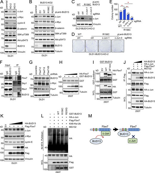 BUD13 binds and interferes with Fbw7 binding to substrates. (A) IB analyses of WCL derived from DLD1 cells deleted of BUD13 by indicated sgRNAs via lentiviral infection and single clones were selected and validated by Western blotting. (B) IB analyses of WCL derived from indicated DLD1 cells. (C) IB analyses of WCL derived from indicated DLD1 cells depleted of c-Jun by lentiviral infection. Cells were selected in 1 μg/ml puromycin for 72 h to eliminate non-infected cells. (D and E) Representative images for 2D colony formation assays using cells from C and quantified in E. Scale bar represents 5 mm. (F) IB analyses of endogenous BUD13-IP derived from DLD1 cells. (G) IB analyses of WCL derived from DLD1 cells depleted of Fbw7 by indicated shRNAs via lentiviral infection. Cells were selected in 1 μg/ml puromycin for 72 h to eliminate non-infected cells. (H) IB analyses of WCL derived from HEK293T cells transfected with indicated DNA constructs. (I) IB analyses of WCL and GST-pulldowns derived from HEK293T cells transfected with indicated DNA constructs. (J) IB analyses of WCL and Flag-IP derived from HEK293T cells transfected with indicated DNA constructs and treated with 10 mM MG132 overnight before cell collection. (K) IB analyses of WCL derived from DLD1 cells transfected with indicated DNA constructs. (L) IB analyses of Ni-NTA pulldown and WCL derived from HEK293T cells transfected with indicated DNA constructs. (M) A cartoon illustration for a model for BUD13 competing with c-Jun to bind Fbw7 via binding to distinct Fbw7 domains. Statistical analysis was performed using one-way ANOVA. Asterisks show the significance between indicated groups. *, P < 0.05. All the data are representative of three independent experiments (error bars, mean ± SD). Source data are available for this figure: SourceData F4. Refer to the image caption for details.