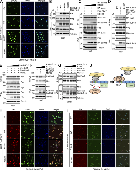 BUD13-R156C interferes with Fbw7 E3 ligase complex formation and function. (A) Representative immunofluorescent (IF) images derived from indicated DLD1 cells stained with indicated antibodies. Scale bar represents 50 µm. (B) IB analyses of WCL and Flag-IP derived from HEK293T cells transfected with indicated DNA constructs. (C–E) IB analyses of WCL and Flag-IP derived from HEK293T cells transfected with indicated DNA constructs and treated with 10 mM MG132 overnight before cell collection. (F and G) IB analyses of WCL and Myc-IP derived from HEK293T cells transfected with indicated DNA constructs. (H and I) Representative IF images derived from indicated DLD1 cells stained with indicated antibodies. Scale bar represents 50 µm. (J) A cartoon illustration indicating BUD13-R156C mutant binds to Fbw7 to interfere with cullin 1 binding instead of c-Jun binding. All the data are representative of three independent experiments. Source data are available for this figure: SourceData F5.