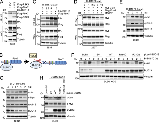 RSK3-mediated BUD13 phosphorylation regulates Fbw7 E3 ligase function. (A) IB analyses of WCL from HEK293T cells transfected with indicated DNA constructs. (B) A cartoon illustration revealing RSK3-mediated BUD13 phosphorylation dissociates BUD13 from binding Fbw7. (C and D) IB analyses of WCL and Flag-IP derived from HEK293T cells transfected with indicated DNA constructs and treated with indicated doses of BI-D1870 for 18 h before cell collection. (E) IB analyses of WCL from DLD1 cells treated with 5 mM BI-D1870 for indicated time periods before cell collection. (F) IB analyses of WCL from indicated DLD1 cells. Cells were treated with 5 mM BI-D1870 for indicated time periods before cell collection. (G) IB analyses of WCL from DLD1 cells treated with indicated doses of BI-D1870 for 24 h before cell collection. (H) IB analysis of WCL derived from indicated DLD1 cells. All the data are representative of three independent experiments. Source data are available for this figure: SourceData F6.