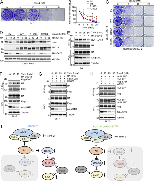 BUD13 mutations sensitize colon cancer cells to Torin 2 treatment. (A) Representative images for 2D colony formation assays using 3,000 DLD1 cells treated with indicated doses of Torin 2 for 2 wk. Scale bar represents 5 mm. (B) MTT cell viability assays measuring indicated BUD13 expressing DLD1 cells responses to indicated doses of Torin 2. (C) Representative images for 2D colony formation assays using 3,000 indicated DLD1 cells treated with indicated doses of Torin 2 since day 1 for 2 wk. Scale bar represents 5 mm. (D) IB analysis of WCL derived from indicated DLD1 cells treated with indicated doses of Torin 2 for 72 h before cell collection. (E) IB analysis of HA-IP and WCL derived from HEK293T cells transfected with indicated DNA constructs. (F–H) IB analysis of Flag-IP and WCL derived from HEK293T cells transfected with indicated DNA constructs. Where indicated, cells were treated with indicated doses of Torin 2 overnight or with 10 mM MG132 for 16 h before cell collection. (I) A proposed model for the involvement of BUD13 in cellular responses to Torin 2 treatment. Specifically, in WT-BUD13 cells, Torin 2 treatment inhibits mTORC2/Akt signaling that indirectly suppresses BUD13 phosphorylation, allowing for enhanced BUD13 interaction with Fbw7 to protect c-Jun from Fbw7-mediated ubiquitination and degradation—a process that overrides GSK3β-induced c-Jun degradation by Fbw7. On the other hand, in low BUD13 expressing cells or cells expressing BUD13-R156C phosphorylation-deficient mutants (such as R156C or R230Q), given BUD13 fails to bind Fbw7 to protect c-Jun, Torin 2 treatment induced GSK3β activation primes c-Jun for Fbw7 mediated degradation. Statistical analysis was performed using one-way ANOVA. Asterisks show the significance between indicated groups. *, P < 0.05. All the data are representative of three independent experiments (error bars, mean ± SD). Source data are available for this figure: SourceData F7.