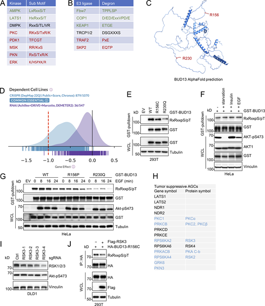 Identification of enzyme motif mutations in TCGA by bioinformatic approaches. (A) A list of characterized kinase motifs. (B) A list of characterized E3 ligase binding motifs. (C) An illustration showing both BUD13-R156 and R230 residues are flexibly accessible from AlphaFold predicted BUD13 structure. (D) DepMap Portal (https://depmap.org/portal/) indicates CRISPR-mediated depletion of BUD13 reduces proliferation in most cancer types. (E) IB analyses of WCL and GST-pulldown from HEK293T cells transfected with indicated GST-BUD13 constructs. (F) IB analyses of WCL and GST-pulldown from HeLa cells transfected with indicated GST-BUD13 constructs. Where indicated, cells were starved in FBS-free media overnight and stimulated with insulin (100 ng/ml for 30 min) or EGF (100 ng/ml for 10 min) before cell collection. (G) IB analyses of WCL and GST-pulldown from HeLa cells transfected with indicated GST-BUD13 constructs. Where indicated, cells were starved in FBS-free media overnight and stimulated with 100 ng/ml EGF for 10 min before cell collection. (H) A list of putative AGC kinases with tumor suppressive roles in cancer. (I) IB analyses of WCL from DLD1 cells infected with indicated sgRNAs by lentiviral infection. Cells were selected with 1 µg/ml puromycin for 72 h to eliminate non-infected cells before cell collection. (J) IB analyses of WCL and HA-IP from HEK293T cells transfected with indicated DNA constructs. All the data shown are representative of three independent experiments. Source data are available for this figure: SourceData FS1.