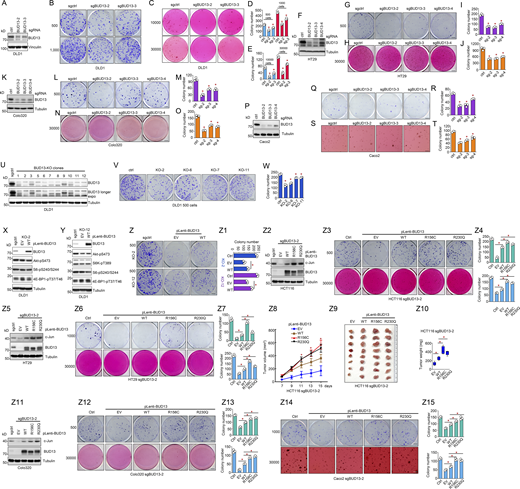 BUD13 AGC kinase motif mutations promote colon cancer growth. (A, F, K, and P) IB analyses of WCL from DLD1 (A), HT29 (F), Colo320 (K), or Caco2 (P) cells infected with indicated sgRNAs by lentiviral infection. Cells were selected with 1 mg/ml puromycin for 72 h to eliminate non-infected cells before cell collection. (B, D, G, I, L, M, Q, and R) Representative images for 2D colony formation assays using indicated number of cells for 10–21 d (B, G, L, and Q) and quantified in D, I, M, and R. Scale bar represents 5 mm. (C, E, H, J, N, O, S, and T) Representative images for 3D soft agar growth assays using indicated number of cells for 2–3 wk (C, H, N, and S) and quantified in E, J, O, and T. Scale bar represents 5 mm. (U) IB analyses of WCL from single clones of DLD1 cells infected with BUD13 sgRNAs by lentiviral infection. (V and W) Representative images for 2D colony formation assays using indicated DLD1 cells for 10 d and quantified in W. Scale bar represents 5 mm. (X and Y) IB analyses of WCL from indicated DLD1-BUD13 KO cells infected with indicated BUD13 viruses. Cells were selected with 2.5 mg/ml blasticidin for 72 h to eliminate non-infected cells before cell collection. (Z and Z1) Representative images for 2D colony formation assays using indicated DLD1 cells for 10 d and quantified in Z1. Scale bar represents 5 mm. (Z2) IB analyses of WCL from indicated HCT116-sgBUD13-2 cells infected with indicated BUD13 viruses. Cells were selected with 2.5 mg/ml blasticidin for 72 h to eliminate non-infected cells before cell collection. (Z3 and Z4) Representative images for 2D and 3D colony formation assays using indicated HCT116 cells and quantified in Z4. Scale bar represents 5 mm. (Z5) IB analyses of WCL from indicated HT29-sgBUD13-2 cells infected with indicated BUD13 viruses. Cells were selected with 2.5 mg/ml blasticidin for 72 h to eliminate non-infected cells before cell collection. (Z6 and Z7) Representative images for 2D and 3D colony formation assays using indicated HT29 cells for 21 d and quantified in Z7. Scale bar represents 5 mm. (Z8–Z10) Mouse xenograft experiments were performed with indicated HCT116 cells (n = 8). 15 d after injection, mice were sacrificed, and tumors were dissected (Z9) and weighed (Z10). (Z11) IB analyses of WCL from indicated Colo-320 sgBUD13-2 cells infected with indicated BUD13 viruses. Cells were selected with 2.5 mg/ml blasticidin for 72 h to eliminate non-infected cells before cell collection. (Z12 and Z13) Representative images for 2D and 3D colony formation assays using indicated Colo-320 cells for 21 d and quantified in Z13. Scale bar represents 5 mm. (Z14 and Z15) Representative images for 2D and 3D colony formation assays using indicated Caco2 cells for 21 d and quantified in Z15. Scale bar represents 5 mm. Data in A, D, K, P, U, X, Y, Z2, Z5, and Z11 are representative data from at least biologically duplicated experiments. Data in B, C, G, H, L, N, Q, S, V, Z, Z3, Z6, Z12, and Z14 are representative data from biologically triplicated experiments. Statistical analysis was performed using one-way ANOVA. Asterisks show the significance between indicated groups. *, P < 0.05. All the data are representative of three independent experiments (error bars, mean ± SD). Source data are available for this figure: SourceData FS2.