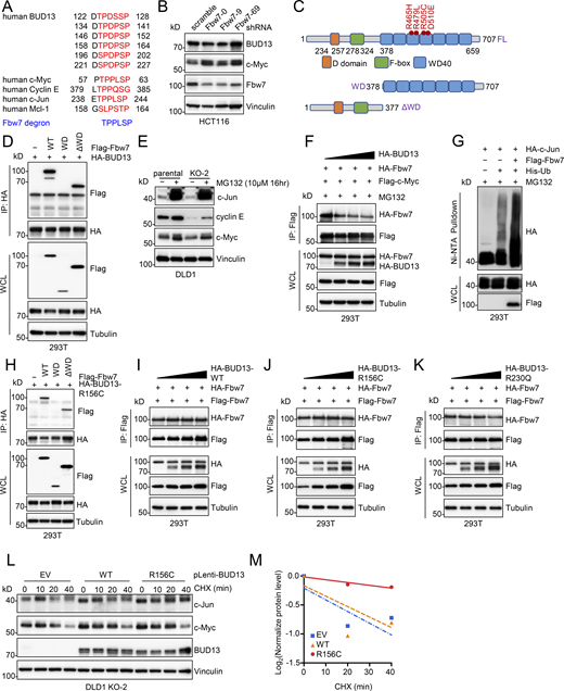 BUD13 is an endogounous inhibitor for Fbw7 and competes with c-Jun to bind Fbw7. (A) Illustration of putative Fbw7 degrons in BUD13 protein sequence. (B) IB analyses of WCL derived from HCT116 cells depleted of Fbw7 by indicated shRNAs via lentiviral infection. Cells were selected in 1 mg/ml puromycin for 72 h to eliminate non-infected cells. (C) A cartoon illustration of Fbw7 domain structures. (D) IB analysis of HA-IP and WCLs derived from HEK293T cells transfected with indicated DNA constructs. (E) IB analysis of WCL derived from indicated DLD1 cells treated with 10 mM MG132 for 16 h before cell collection. (F) IB analyses of WCL and Flag-IP from HEK293T cells transfected with indicated DNA constructs. Cells were treated with 10 mM MG132 for 16 h before cell collection. (G) IB analyses of Ni-NTA pulldown and WCL from HEK293T cells transfected with indicated DNA constructs. Cells were treated with 10 mM MG132 for 16 h before cell collection. (H) IB analyses of WCL and HA-IP from HEK293T cells transfected with indicated DNA constructs. Cells were treated with 10 mM MG132 for 16 h before cell collection. (I–K) IB analyses of WCL and Flag-IP from HEK293T cells transfected with indicated BUD13 and Fbw7 constructs. (L and M) IB analysis of WCL derived from indicated DLD1 cells treated with 200 mg/ml cycloheximide (CHX) for indicated time periods and quantified in M. All the data are representative of three independent experiments. Source data are available for this figure: SourceData FS4.