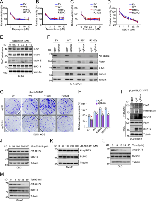 BUD13 expression contributes to DLD1 cellular resistance to Torin 2 treatment. (A–D) MTT cell viability assays measuring indicated DLD1 cell responses to indicated doses of compounds for 72 h. (E) IB analyses of WCL from DLD1 cells treated with indicated doses of rapamycin for 24 h before cell collection. (F) IB analyses of WCL derived from indicated DLD1 expressing indicated BUD13 mutants further depleted of endogenous Rictor by lentiviral infection. (G and H) Representative images for 2D colony formation assays using 500 indicated DLD1 cells for 10 d and quantified in H. Scale bar represents 5 mm. (I) IB analyses of BUD13-IP and WCL from indicated DLD1 cells. (J–M) IB analyses of WCL from DLD1 (J and L) or Caco2 (K and M) cells treated with indicated doses of JR-AB2-011 (J and K) or Torin 2 (L and M) overnight before cell collection. Statistical analysis was performed using one-way ANOVA. Asterisks show the significance between indicated groups. *, P < 0.05. All the data are representative of three independent experiments (error bars, mean ± SD). Source data are available for this SourceData FS5.