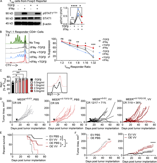 TGFβ limits IFNγ signaling and increases Tregcell stability. (A) Immunoblot and densitometry of pSTAT1Y701, STAT1, and β-actin in Treg cells sorted from spleen and lymph node of a Foxp3 reporter mouse and treated for 30 min with IFNγ, TGFβ1, or both. (B) Quantification and Cell Trace Violet (CTV) plots of the proliferation of stimulated Thy1.1+ CD4 responder cells in the presence of suppressing Treg cells at the 1:8 Treg cell:responder ratio in an in vitro suppression assay. Percent suppression is normalized to the proliferation index of stimulated CD4+ responder control without Treg cells. Treg cells were sorted from spleen and lymph node of a Foxp3-reporter mouse and then cultured for 3 d in IFNγ, TGFβ, or both. Cells were then sorted again to purify Foxp3+ Treg cells and then co-cultured in the suppression assay with CTV-labeled responder CD4+ cells. (C) Surface Nrp1 expression on sorted Treg cells from spleen and lymph node of a Foxp3-reporter mouse cultured in vitro in varying TGFβ concentrations for 48 h (D–F) An EV control and TGFβ1 overexpressing (TGFβ OE) line were generated from the MEERvvS line. (D) Tumor growth of C57BL/6 mice implanted intradermally with MEERvvS-EV or MEERvvS-TGFβ OE and, when tumors were ∼20 mm2, treated with a single IT injection of VV at 2.5 × 105 PFU/mouse or PBS control (black arrowhead). Mice were sacrificed when tumors reached 15 mm in any direction. (E) Survival of D. (F) Average tumor growth of MEERvvS-EV and MEERvvS-TGFβ OE as in D. Data represent two (C), four (A and D–F), or five (B) independent experiments; each point or line represents an individual mouse (A–D). *P <0.05, **P < 0.01, ***P < 0.001, ****P < 0.0001 by one-way ANOVA with Sidak’s multiple comparison test (A and C), paired T test (B), Mantel-Cox test (E), or mixed effects analysis (F). ns, non-significant. Error bars indicate SEMs. Source data are available for this figure: SourceData F4.