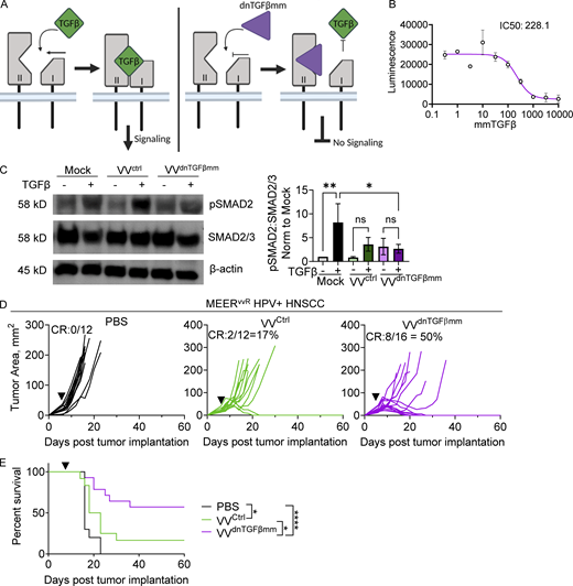 Engineering a genetically encoded TGFβ signaling inhibitor (dnTGFβmm) into VV enhances response. (A) Schematic of the mode of dnTGFβmm inhibition. (B) Luminescence of stably transfected TGFβ reporter HEK293 cells treated with increasing doses of recombinant dnTGFβmm and stimulated with 10 pM TGFβ3. The data was fit to standard models for ligand inhibitory activity (IC50). (C) Immunoblot and densitometry of pSmad2 signaling, downstream of TGFβ, in T cells isolated from spleen and lymph node of wild-type mice, treated with recombinant TGFβ1 and supernatant from HeLa cells infected with VVctrl, VVdnTGFβmm, or mock-infected. (D and E) Tumor growth (D) and survival (E) of MEERvvR-bearing C57BL/6 mice treated with an IT injection of PBS, VVctrl, or VVdnTGFβmm at 2.5 × 106 PFU/mouse (black arrowhead). Data represent three independent experiments with three technical replicates (B) or individual mice (C and D). In D, each line represents an individual mouse. *P < 0.05, **P < 0.01, ****P < 0.0001 by one-way ANOVA (C) or Mantel-Cox test (E). ns, non-significant. Error bars indicate SEMs. Source data are available for this figure: SourceData F5.