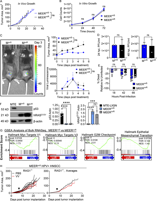 Viral kinetics are unchanged between MEERvvS and MEERvvR. (A) Tumor growth of C57BL/6 mice implanted intradermally with MEERvvS or MEERvvR as in Fig. 1. (B) In vitro expansion of 50,000 MEERvvS and MEERvvR cells. (C) Quantified luminescence and tumor area of C57BL/6 mice implanted intradermally with MEERvvS or MEERvvR and treated with VV (2.5 × 105 PFU/mouse), then every 24 h injected IP with luciferin and imaged. A representative image from day 3 after treatment is shown. (D) Viral titers of supernatants collected from MEERvvS or MEERvvR infected with VV at an MOI of 0.1 or mock infected for 2 h, washed, and replaced with fresh media. Titers were calculated by plaque assay on HeLa cells. (E) MEERvvS and MEERvvR infected as in D were stained with Zombie viability dye and run on the flow cytometer at the indicated times to observe viability. Percent viability normalized to mock-infected controls. (F) Representative image and quantification of Western blots of MEERvvS, MEERvvR, and MTE-LXSN cells cultured as in B then harvested for Western blot and stained for p53, hRASG12V, and β-actin. (G) Enrichment plots of gene set enrichment analysis (GSEA) Hallmark analysis of MEERvvS and MEERvvR cultured as in B. FDR, false discovery rate; NES, normalized enrichment score. (H) Tumor growth of VV treated MEERvvS tumors as in Fig. 1, but in Rag1−/− mice. Data represent two (D–F) or three independent experiments (A–C, E, and H). Each point represents an individual mouse (A, C, and G) or technical replicate (B and D–F). ***P < 0.001, ****P < 0.0001 by two-way ANOVA with Tukey’s multiple comparison test (A–C and E), unpaired T test (D and F), or Mantel-Cox test (H). ns, non-significant. Error bars indicate SEMs. Source data are available for this figure: SourceData FS1. Refer to the image caption for details.