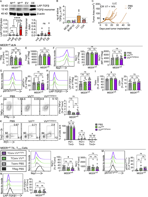 VVdnTGFbmm only affects Treg cell phenotype in the tumor. (A) Western blot for TGFβ in EV control and TGFβ1 overexpressing (TGFβ OE) MEERvvS lines and MEERvvR and MEERvvS as in Fig. 3. (B) Active TGFβ1–3 levels measured in TIF of LLC, MC38 (colon adenocarcinoma), B16-F10 (melanoma), and C24 (Pten–/–BrafV600E melanoma) tumors in C57Bl/6 mice as in Fig. 2 B. The average TGFβ concentration of MEERvvS (light blue) and MEERvvR (gray) from Fig. 2 B are overlaid as dotted lines. (C) Growth curve of LLC tumors treated with PBS or VV (black arrowhead) as in Fig. 1. (D–N) Representative flow plots and quantification of dLN (D–K) and Treg phenotyping markers on tumor infiltrating Tconv cells (L–N) in Foxp3-Ametrine or Foxp3-RFP mice as in Fig. 7. Quantification of dLN (D) percent Foxp3+ of CD4+ and (E) MFI of Foxp3. Quantification and representative flow plots of (F) Nrp1+, (G) pSTAT1+, and (H) LAP-TGFβ1 on dLN Treg cells. Quantification of dLN (I) percent Foxp3− of CD4+ and CD8+. Quantification and representative flow plots of (J) TNFα and IFNγ in Tconv cells with direct ex vivo PMA/ionomycin stimulation and (K) PD-1 and Tim3 on CD8+ cells in dLN. Quantification and representative flow plots of (L) Nrp1+, (M) pSTAT1+, and (N) LAP-TGFβ1 on TIL Tconv cells. Data represent two (A–C) or four (D–N) independent experiments. Each dot or line represents a technical repeat (A) or mouse (B–N). *P < 0.05 by one-way ANOVA with Sidak’s multiple comparisons test. ns, non-significant. Source data are available for this figure: SourceData FS4.