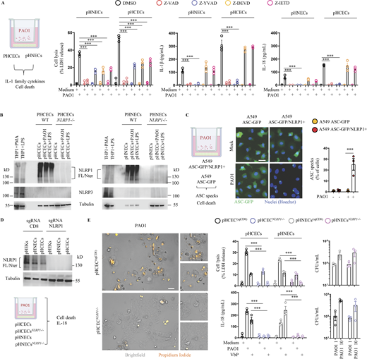 P. aeruginosa triggers human NLRP1 inflammasome activation in corneal and nasal epithelial cells. (A) Cell lysis (LDH) and IL-1β/IL-18 release evaluation in pHCECs and pHNECs upon P. aeruginosa (PAO1, 1.105 bacteria) co-culture for 24 h. When specified, the pan Caspase inhibitor (Z-VAD, 20 µM), Caspase-1 inhibitor (Z-YVAD, 20 µM), Caspase-3/7 inhibitor (Z-DEVD, 20 µM), and Caspase-8 inhibitor (Z-IETD, 20 µM) were used. ***P ≤ 0.001, two-way ANOVA with multiple comparisons. Values are expressed as mean ± SEM. Graphs show one experiment performed in triplicates at least three times. (B) Immunoblotting examination of NLRP1, NLRP3, and Tubulin in resting, PAO1-exposed as in A or LPS-primed pHCECs and pHNECs or in pHCECs and pHNECs genetically invalidated for NLRP1 using CRISPR-Cas9. PMA (100 µg/ml)- or LPS (100 ng/ml)-primed THP1 monocytic cell line was used as a positive control for NLRP3 expression. Immunoblots show lysates from one experiment performed three times. (C) Florescence microscopy and associated quantifications of ASC-GFP specks in A549NLRP1+/ASC-GFP and A549NLRP1−/ASC-GFP reporter cell lines exposed to P. aeruginosa (PAO1, 1.105 bacteria) for 24 h. ASC-GFP (green) pictures were taken in the dish after the infection. Images shown are from one experiment and are representative of n = 3 independent experiments; scale bars, 10 µm. ASC complex percentage was performed by determining the ratios of cells positive for ASC speckles on the total nuclei (Hoechst). At least 10 fields from each experiment were analyzed. Values are expressed as mean ± SEM. ***P ≤ 0.001, one-way ANOVA. (D) Immunoblotting characterization of genetic invalidation of NLRP1 in pHCECs and pHNECs population using CRISPR-Cas9 and microscopy visualization of plasma membrane permeabilization (PI incorporation, orange) in pHCECs co-cultured with PAO1 (1.105 bacteria) for 24 h. (E) sgRNA CD8 (SgCD8) was used as control and served as WT cells during subsequent experiments described in E. Images shown are from one experiment and are representative of n = 3 independent experiments; scale bars, 20 µm. Cell lysis (LDH), IL-18 release, and CFU evaluation in WT (SgCD8, D) or NLRP1-deficient pHCECs and pHNECs, upon VbP (15 µM) treatment or P. aeruginosa (PAO1, 1.105 bacteria) co-culture for 24 h. For CFU analysis 1 × 104 (MOI 1) or 1 × 105 (MOI 10) bacteria were used. ***P ≤ 0.001, two-way ANOVA with multiple comparisons. Values are expressed as mean ± SEM. Graphs show one experiment performed in triplicates at least three times. Source data are available for this figure: SourceData F1. Refer to the image caption for details.