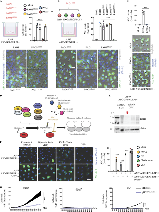P. aeruginosa EEF2-inactivating EXOA promotes NLRP1 inflammasome response. (A) Florescence microscopy and associated quantifications of ASC-GFP specks in A549NLRP1+/ASC-GFP reporter cell lines exposed to 1 × 105P. aeruginosa (PAO1) and associated isogenic mutants for various secretion systems (PAO1ΔT3SS, PAO1ΔT2SS, PAO1ΔT1SS) for 24 h. ASC-GFP (green) pictures were taken in the dish after infection. Images shown are from one experiment and are representative of n = 3 independent experiments; scale bars, 10 µm. ASC complex percentage was performed by determining the ratios of cells positive for ASC speckles on the total nuclei (Hoechst). At least 10 fields from n = 3 independent experiments were analyzed. Values are expressed as mean ± SEM. ***P ≤ 0.001, one-way ANOVA. (B) Florescence microscopy and associated quantifications of ASC-GFP specks in A549NLRP1+/ASC-GFP reporter cell lines exposed to 1 × 105P. aeruginosa (PAO1) and associated isogenic mutants for various T2SS virulence effectors (PAO1ΔPLCN, PAO1ΔPLCH, PAO1ΔLASB, and PAO1ΔEXOA) for 24 h. ASC-GFP (green) pictures were taken in the dish after infection. Images shown are from one experiment and are representative of n = 3 independent experiments; scale bars, 10 µm. ASC complex percentage was performed by determining the ratios of cells positive for ASC speckles on the total nulcei (Hoechst). At least 10 fields from n = 3 independent experiments were analyzed. Values are expressed as mean ± SEM. ***P ≤ 0.001, one-way ANOVA. (C) Florescence microscopy and associated quantifications of ASC-GFP specks in A549NLRP1+/ASC-GFP reporter cell lines exposed to EXOA (10 ng/ml) or its catalytically dead mutant EXOAH426A (500 ng/ml) for 10 h. ASC-GFP (green) pictures were taken in the dish after toxin exposure. Images shown are from one experiment and are representative of n = 3 independent experiments; scale bars, 10 µm. ASC complex percentage was performed by determining the ratios of cells positive for ASC speckles (green, GFP) on the total nuclei (Hoechst). At least 10 fields from n = 3 independent experiments were analyzed. Values are expressed as mean ± SEM. ***P ≤ 0.001, one-way ANOVA. (D) Schematic mechanism of P. aeruginosa EXOA and related toxins at mediating EEF2 ribosylation and inactivation and subsequent ribosome inactivation. (E) Immunoblotting characterization of genetic invalidation of DPH1 in A549NLRP1+/ASC-GFP cells using CRISPR-Cas9. The red arrow shows the selected KO cells for subsequent experiments. (F) Fluorescence microscopy and associated quantifications of ASC-GFP specks in A549NLRP1+/ASC-GFP and A549NLRP1+/ASC-GFP/DPH1− reporter cell lines exposed to VbP (15 µM), EXOA (10 ng/ml), cholix toxin (CT, 10 ng/ml), and diphtheria toxin (DT, 20 ng/ml) for 10 h. ASC-GFP (green) pictures were taken in the dish after toxin exposure. Images shown are from one experiment and are representative of n = 3 independent experiments; scale bars, 10 µm. ASC complex percentage was performed by determining the ratios of cells positive for ASC speckles (green, GFP) on the total nuclei (Hoechst). At least 10 fields from n = 3 independent experiments were analyzed. Values are expressed as mean ± SEM. ***P ≤ 0.001, one-way ANOVA. (G) Plasma membrane permeabilization determination over time using PI incorporation in WT or NLRP1-deficient pHCECs exposed to VbP (15 µM), EXOA (10 ng/ml) or EXOAH426A (10 ng/ml) for indicated times. ***P ≤ 0.001, T test. Values are expressed as mean ± SEM from one experiment (in triplicate) performed at least three times. Source data are available for this figure: SourceData F2. Refer to the image caption for details.