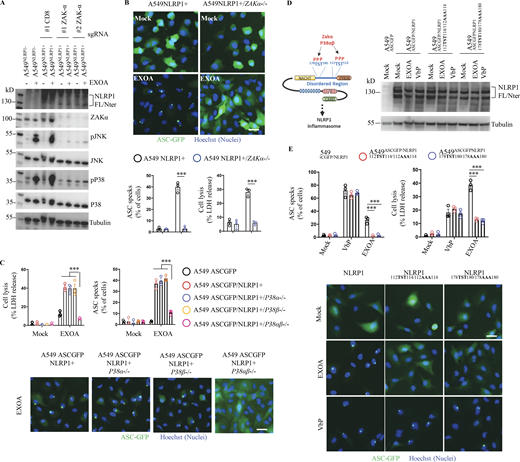 EEF2 inactivation drives ZAKα and P38 MAPK activation and subsequent NLRP1 inflammasome nucleation. (A) Immunoblotting of P38, JNK, ZAKα, NLRP1, Tubulin, and phosphorylated P38 and JNK in A549NLRP1+ and A549NLRP1+/ZAKα- reporter cell lines exposed or not to EXOA (10 ng/ml) for 3 h. Immunoblots show lysates from one experiment performed at least three times. (B) Cell lysis (LDH release), florescence microscopy, and associated quantifications of ASC-GFP specks in A549NLRP1+/ASC-GFP and A549NLRP1+/ASC-GFP/ZAKα- reporter cell lines exposed to EXOA (10 ng/ml) for 10 h. ASC-GFP (green) pictures were taken in the dish after toxin exposure. Images shown are from one experiment and are representative of n = 3 independent experiments; scale bars, 10 µm. ASC complex percentage was performed by determining the ratios of cells positives for ASC speckles (green, GFP) on the total nuclei (Hoechst). At least 10 fields from n = 3 independent experiments were analyzed. Values are expressed as mean ± SEM. ***P ≤ 0.001, one-way ANOVA. Graphs show one experiment performed in triplicates at least three times. (C) Cell lysis (LDH release), fluorescence microscopy, and associated quantifications of ASC-GFP specks in A549NLRP1+/ASC-GFP and A549NLRP1+/ASC-GFP/P38α/β- reporter cell lines exposed to EXOA (10 ng/ml) for 10 h. ASC-GFP (green) pictures were taken in the dish after toxin exposure. Images shown are from one experiment and are representative of n = 3 independent experiments; scale bars, 50 µm. ASC complex percentage was performed by determining the ratios of cells positive for ASC speckles (green, GFP) on the total nuclei (Hoechst). At least 10 fields from n = 3 independent experiments were analyzed. Values are expressed as mean ± SEM. ***P ≤ 0.001, one-way ANOVA. Graphs show one experiment performed in triplicate at least three times. (D) Western blot examination of NLRP1 using an anti-NLRP1 N-terminal antibody (aa 1–323) in A549ASC-GFP reporter cells reconstituted with hNLRP1 or hNLRP1 plasmid constructs mutated for 112TST114/112AAA114 or 178TST180/178AAA180 after 4 h exposure to EXOA (10 ng/ml) or VbP (15 µM). Images shown are from one experiment and are representative of n = 3 independent experiments. (E) Cell lysis (LDH release), fluorescence microscopy, and associated quantifications of ASC-GFP specks in A549ASC-GFP reporter cells reconstituted with hNLRP1 or hNLRP1 plasmid constructs mutated for 112TST114/112AAA114 or 178TST180/178AAA180 after 10 h exposure to EXOA (10 ng/ml) or VbP (15 µM). ASC-GFP (green) pictures were taken in the dish after toxin exposure. Images shown are from one experiment and are representative of n = 3 independent experiments; scale bars, 10 µm. ASC complex percentage was performed by determining the ratios of cells positive for ASC speckles (green, GFP) on the total nuclei (Hoechst). At least 10 fields from n = 3 independent experiments were analyzed. Values are expressed as mean ± SEM. ***P ≤ 0.001, two-way ANOVA with multiple comparisons. Graphs show one experiment performed in triplicate at least three times. Source data are available for this figure: SourceData F3. Refer to the image caption for details.