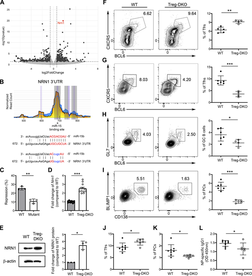 Neuritin, a known molecule that Tfrs employ to control PC responses, is a direct target of miR-15/16 clusters. (A) The volcano plot represents differential gene expression analysis of Tregs from Treg-DKO mice and WT littermates. Vertical dashed lines represent thresholds of log2FC of −0.585 and 0.585 corresponding to a fold change of 1.5 times. Horizontal dashed lines represent thresholds of −log10 of 1.301 corresponding to a P value of 0.05. (B) HITS-CLIP analyses (the underlying numbers represent the nucleotide position related to the start of the 3′ UTR and sequence alignments of the putative miR-15–binding site in 3′ UTR of NRN1. Mutations of the corresponding miR-15 target site are shown in blue. (C) Percentage of repressed luciferase activity of cells with NRN1 3′ UTR with or without mutations in the seed sequences in the presence of miR-15 compared with cells transfected with the empty vector. (D) qPCR analyses of the expressions of Nrn1 in sorted Tregs from WT and Treg-DKO mice. (E) Immunoblot analysis of NRN1 expression in Tregs with or without miR-15/16 ablation. Densitometric NRN1 expression values were first normalized to β-actin expression values and n-fold increase on the basis of each corresponding WT Treg sample. (F–I) Flow cytometry analysis and frequencies of (F) CXCR5+BCL6+ Tfrs, (G) CXCR5+BCL6+ Tfhs, (H) GL7+BCL6+ GC B cells, and (I) BLIMP1+CD138+ PCs in the spleen of Treg-DKO mice and WT littermates 8 d after LCMV infection. (J–L) Frequencies of splenic (J) CXCR5+BCL6+ Tfrs, (K) BLIMP1+CD138+ PCs, and (L) serum NP-specific IgG1 responses from Treg-DKO mice and WT littermates 8 d after NP-OVA immunization. Each symbol represents an individual mouse, and the bar represents the mean. Data are pooled from at least two independent experiments. Results of two-tailed Student’s t test: n.s., not significant; *, P < 0.05; **, P < 0.01; ***, P < 0.001. Source data are available for this figure: SourceData F5. Refer to the image caption for details.