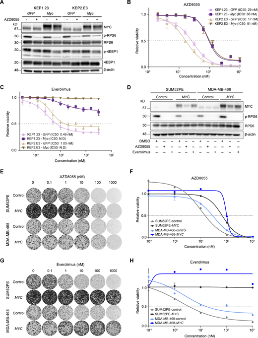 MYC drives AZD8055 resistance in vitro. (A) Western blots for MYC and mTOR signaling markers on KEP1.23 and KEP2.E3 cell lines transduced with GFP or Myc-overexpressing lentiviral vectors and treated for 24 h with vehicle or 25 nM AZD8055. Data represent one experiment. (B and C) Dose–response curves of KEP cell lines expressing GFP or Myc, treated with AZD8055 (B) or everolimus (C) for 3 d and measured by SRB colorimetric assay. Data are represented as mean ± standard deviation of five replicas per group of one representative experiment of n ≥ 3 independent experiments. N.D, not determined. (D) Western blots for MYC and (p-)RPS6 on serum-starved SUM52PE and MDA-MB-468 cell lines transduced with control or MYC-overexpressing lentiviral vectors and treated for 6 h with either vehicle DMSO, 200 nM AZD8055, or 10 nM everolimus. Data represent one experiment of two independent experiments. (E–H) Representative images (E and G) and corresponding quantification using CellTiter-Blue reagent (F and H) of long-term colony formation assays with SUM52PE and MDA-MB-468 cells transduced with control or MYC-overexpressing lentiviral vectors and treated with AZD8055 (E and F) or everolimus (G and H). Cells were treated with indicated drug doses for 10 d, and values were normalized to untreated conditions within each cell line. Data in F and H are represented as mean ± standard deviation of three technical replica per group across one representative experiment of two independent experiments. Source data are available for this figure: SourceData F5.
