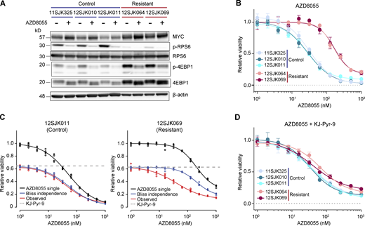 Synergistic effect of mTOR and MYC inhibition in AZD8055-resistant cell cultures. (A) Western blots for MYC and mTOR signaling markers on control and AZD8055-resistant, Myc-amplified KEP tumor–derived primary cell cultures treated with vehicle, or 90 nM AZD8055 for 24 h. Data represent one experiment of three independent experiments. (B) Dose–response curves of control and resistant KEP cultures, treated with AZD8055 for 3 d, and measured by SRB colorimetric assay. Data are represented as mean ± standard deviation of five replicas per group of five independent experiments. (C) Dose–response curves of control (12SJK011) and resistant KEP (12SJK069) cultures, treated with an AZD8055 range and 8 μM KJ-Pyr-9 MYCi for 3 d, and measured by SRB colorimetric assay. Bliss independence model is shown to display the independent effect of KJ-Pyr-9 and AZD8055. The dotted line represents the basal effect of 8 μM KJ-Pyr-9 and the solid lines represents dose response curves for AZD8055 single treatment (black), Bliss independence (blue), and observed effect of combination treatment (red). Data are represented as mean ± standard deviation of five replicas per group of one experiment. (D) Dose–response curves of control and resistant KEP cultures, treated with 8 uM of MYCi KJ-Pyr-9 in addition to a range of AZD8055 concentrations for 3 d, and measured by SRB colorimetric assay. Data are represented as mean ± standard deviation of five replicas per group of one experiment. Source data are available for this figure: SourceData F8.