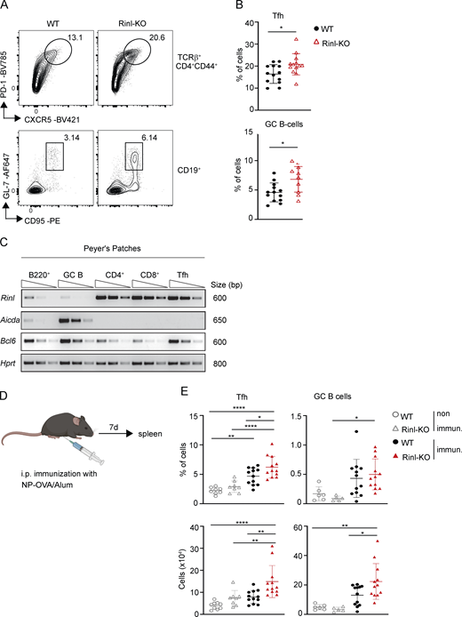 Rinl controls Tfh and GC B cell generation in homeostasis and upon immunization. (A) Representative contour plots show Tfh and GC B cells in PP of WT or Rinl-KO mice. Numbers in plots indicate percentages of cells. (B) Quantification of A. (C) Semi-quantitative PCR of Rinl, Aid, and Bcl6 expression in different cell subsets in PP of WT mice. Hprt expression was used as control. (D) Experimental scheme of immunization experiment. (E) Summary graphs depict percentages (upper panel) and cell numbers (lower panel) of Tfh and GC B cells recovered from spleens from non-immunized and immunized WT and Rinl-KO mice. Data show a summary of 11–13 (B) and 5–8 (E) mice per group analyzed in three to four independent experiments (B and E). Mean ± SEM are shown along individual data points in the graphs. Data were statistically analyzed using unpaired two-tailed t tests (B) or one-way ANOVA analysis followed by Tukey’s multiple-comparisons test (E). *P < 0.05, **P < 0.01, and ****P < 0.0001. Source data are available for this figure: SourceData F2.