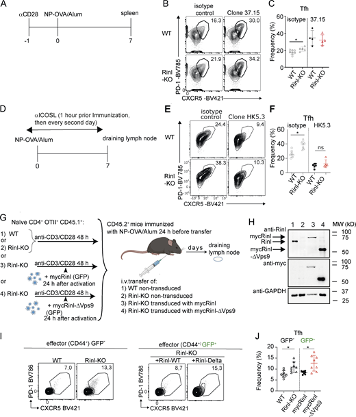 The GEF function of Rinl is required to restrain Tfh differentiation in vivo via CD28. (A) Experimental scheme. (B) Representative contour plots of Tfh of WT and Rinl-KO mice treated with isotype control or αCD28 (Clone 37.15) 1 d before immunization. (C) Summary of B. (D) Experimental scheme. (E) Representative contour plots of Tfh of WT and Rinl-KO mice treated with isotype control or αICOSL (Clone HK5.3) 1 h before immunization and then every second day. (F) Summary of E. (G) Experimental design showing the retroviral transduction of mycRinl and mycRinl-ΔVps9 into Rinl-KO OTII+ naïve CD4+ T cells prior to adoptive transfer into congenic mice. Non-transduced activated WT and Rinl-KO cells were used as control. Congenic mice were immunized into the FP with NP-OVA/alum 24 h prior to adoptive T cell transfer. (H) Rinl protein expression was monitored by SDS-PAGE 48 h after transduction. GAPDH was used as loading control. (I) Representative contour plots of Tfh in dLN of congenic recipient mice treated as described in G 7 d after immunization. (J) Summary of I. Data represent 4–7 (C), 6 (F), and 8 (J) mice per group in two independent experiments. Mean ± SEM are shown along individual data points in the graphs. P values were calculated using an unpaired two-tailed t test. *P < 0.05. Source data are available for this figure: SourceData F9. Refer to the image caption for details.