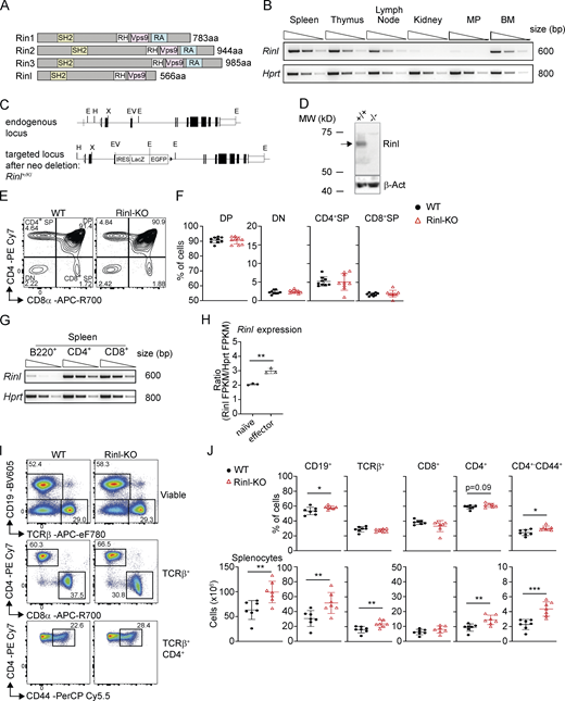 Rinl is highly expressed in lymphoid organs and impacts T cell homeostasis in the spleen. (A) Schematic representation of Ras interaction/interference (Rin) family members Rin1-Rin3 and Rinl. (B) Semiquantitative PCR of Rinl expression in different organs of WT mice. Hprt expression was used as control. (C) Rinl locus before and after targeting. Rinl has 12 exons (depicted as filled black boxes) and exons 1–11 encode for Rinl protein. Introns are represented by connecting lines. A STOP codon in the reading frame of exon 4 followed by IRES-LacZ::GFP cassette and a floxed neomycin was used to inactivate Rinl. Rinl+/KI mice were generated by crossing Rinl+/KI-neo mice with CMV-Cre mice to delete neomycin. (D) Immunoblot analysis depicting Rinl expression in thymocytes of the indicated genotype. The arrow indicates the position of Rinl at 60 kD. β-Actin protein abundance was used to confirm equal loading. (E) Representative contour plots of thymocyte gating. (F) Summary graphs show the percentages of double positive (DP), double negative (DN), single positive (SP) CD4+, and SP CD8+ thymocytes. (G) Semiquantitative PCR of Rinl expression in B220+, CD4+, and CD8+ cells of WT spleens. (H)Rinl expression level among naïve (CD62L+CD44−) and effector (CD62L−CD44+) CD4+ T cells. Data are expressed as fragments per kilobase of transcript per million fragments mapped (FPKM) and Rinl expression was normalized to Hprt expression. (I) Representative pseudocolor plots for gating of CD19+, TCRβ+, CD4+, CD8+, and CD4+CD44+ cells from the spleen. (J) Quantification (upper panel) and summary of cell numbers (lower panel) of I. The summary of nine (F) or seven (J) mice per genotype analyzed in three independent experiments is shown. Mean ± SEM are shown along individual data points in the graphs. Data were statistically analyzed using unpaired two-tailed t tests. *P < 0.05, **P < 0.01, ***P < 0.001. Aa, amino acid; SH, Src-homology; Vps, Vacuolar protein sorting-associated protein; E, EcoRI; X, XhoI; V; EcoR; H, HindII. Source data are available for this figure: SourceData FS1.