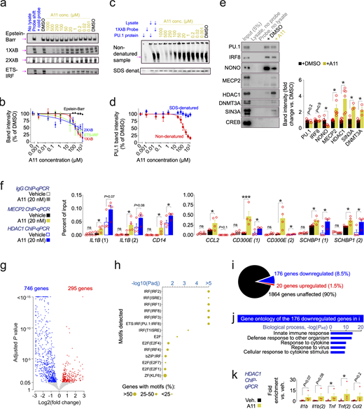 Mechanism of action of A11. (a) EMSA using 20 fmol of biotinylated DNA probes, or 4 pmol non-biotinylated “cold” probes as negative control. The “Probe shift” condition of lane 2 represents the presence of lysate and biotinylated probe, whereas lane 1 lacks the lysate and lane 3 has a cold probe added in excess. Lanes 4–15 are identical to probe shift but with either DMSO or different concentrations of A11 added. Probes contained no PU.1 motif (Epstein-Barr), a single PU.1 motif (λB; sequence shown in Fig. 1 d), a double PU.1 motif (2XλB), or a previously published ETS-IRF motif (Eisenbeis et al., 1993). EMSA was repeated in four separate batches of experiments. (b) Quantification of band intensity versus DMSO, fitted to Hill’s equation. (c) Shift-western: EMSA Western blots were generated under native or SDS-denatured conditions and stained with a PU.1 antibody. Lane 1 shows only 0.5 ng of recombinant PU.1 protein. Lane 2 shows only probe. Lane 3 shows lysate and PU.1 protein. Lane 4 shows lysate and probe added. Lanes 5–15 are identical to lane 4 but with either DMSO or A11 added at different concentrations. Results in this panel were repeated in three separate batches of experiments. (d) Quantification of band intensity versus DMSO (indicated by magenta arrow for non-denatured sample), fitted to Hill’s equation. (e) Pulldown of the biotinylated λB motif using streptavidin beads, followed by SDS-denaturing before gel loading and then Western blotting with antibodies for various binding partners of PU.1. Lane 1 sample contains 5% input (iMGL lysate) only. Lane 2 sample contains iMGL lysate without biotinylated probe. Lane 3 contains biotinylated probe but no lysate. Lanes 4 and 5 contain biotinylated probe and iMGL lysates, in addition to DMSO and 500 µM A11. Band intensity quantification to the right, with DMSO set as 1. Student’s unpaired, two-sided t test. Bars are mean ± SEM; each data point represents a well. Results in this panel were repeated in three separate batches of experiments. (f) ChIP using a MECP2 antibody and HDAC1 antibody, followed by qPCR for several PU.1 target genes. (1) and (2) after the gene name denotes that two separate primer pairs used. Student’s unpaired, two-sided t test; ***P ≤ 0.001, *P ≤ 0.05, n = 4 for all conditions. Bars are mean ± SEM; each data point represents a well. (g) Volcano plot of DEGs (Padj ≤ 0.05; calculated with apeglm (bulk RNA sequencing) of mouse microglia isolated by FACS from mice treated with A11 (0.3 mg/kg intraperitoneally, every day, for 2 wk) compared to treatment with vehicle (1% DMSO in DPBS). (h) Motif analysis of the DEGs in g using HOMER software ± 2,000 bp from the transcription start site. Padj represents Benjamini corrected q-values. (i) Effect of A11 on the 2060 PU.1 target genes upregulated in CK-p25 mice (from Fig. 1 b). (j) Gene ontology analysis of the downregulated genes from panel i with (Padj ≤ 0.05, −1 > log2(fold change) > 1) using Toppgene, accessed March 4, 2023. Padj represents Bonferroni corrected P values. (k) ChIP using a HDAC1 antibody, followed by qPCR for several PU.1 target genes. (1) and (2) after the gene name denotes that two separate primer pairs are used. Student’s unpaired, two-sided t test; *P ≤ 0.05, n = 4 for all conditions. Bars are mean ± SEM; each data point represents a well. Source data are available for this figure: SourceData F3.