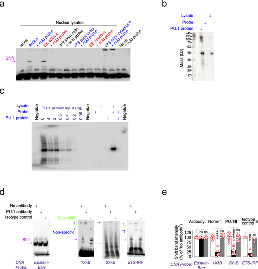 DNA-binding control experiments. (a) Lysates from different iPSC-derived cell types were compared on the basis of whether they could generate a shift in the EMSA. The results in this panel were repeated in two separate batches of experiments. (b) PU.1 Western blot on recombinant PU.1 protein, λB DNA probe and iMGL lysate added alone. The results in this panel were repeated in two separate batches of experiments. (c) Lanes 2–7 show the dilution of recombinant PU.1 protein loaded onto the gel, and lanes 10–14 show under what conditions the pulldown of PU.1 with the λB probe was possible. (d) EMSA experiments with the addition of PU.1 antibody, added to generate supershifts (indicated with green arrows) in instances where the shift (indicated with magenta arrows) involved PU.1 protein. Non-specific bands are indicated with blue arrows and are defined as being present in the “No antibody” and/or “Isotype control” condition. The results in this panel were repeated in three separate batches of experiments. Shifts are quantified in panel e. ANOVA, Dunnett’s post hoc test versus no antibody condition, two-sided t test; ****P ≤ 0.0001, ***P ≤ 0.001. For the Epstein-Barr probe, n = 6 (no antibody), n = 5 (PU.1 antibody), n = 5 (IgG control). For the 1XλB probe, n = 7 (no antibody), n = 7 (PU.1 antibody), n = 5 (IgG control). For the 2XλB probe, n = 14 (no antibody), n = 12 (PU.1 antibody), n = 11 (IgG control). For the ETS-IRF probe, n = 3 (no antibody), n = 3 (PU.1 antibody), n = 3 (IgG control). Bars are mean ± SEM; each data point represents a well. Source data are available for this figure: SourceData FS3. Refer to the image caption for details.