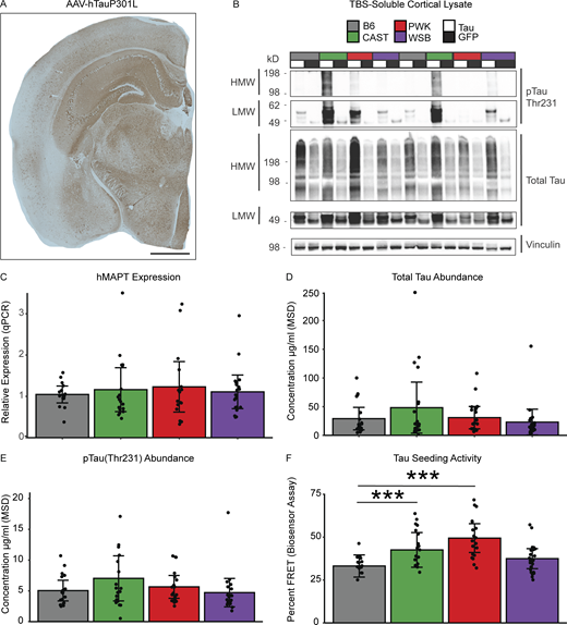 Tau seeding activity is modulated by genetic background independent of tau expression level. (A) Representative image shows a widespread expression of human tau (HT7+ stain) in AAV-hTauP301L–injected mice (scale bar 1 mm). (B) Representative Western blot shows high molecular weight (HMW) and low molecular weight (LMW) bands of total tau (TOMA+) and pTau Thr231 in the cortex of AAV-hTauP301L–injected mice compared to AAV-eGFP–injected controls (n = 2/condition). Quantification of Tau levels across genetic backgrounds was performed using two independent experiments: viral expression of human tau using qPCR and abundance of total tau via Meso Scale Diagnostics Total Tau Kit. (C) Human tau expression was measured using qPCR. Relative hMAPT expression was calculated relative to GAPDH and showed no effect of genetic background via one-way ANOVA (n = 16–20 per group, technical replicates = 2, F3,66 = 0.234, P = 0.87). (D and E) Total tau and pTau Thr231 levels were measured via Meso Scale Diagnostics (MSD; K15121D). There was no effect of genetic background on either total tau via one-way ANOVA (n = 19–21 per group, F3,75 = 1.439, P = 0.238) or pTau231 (n= 19–21 per group, F3,75 = 1.665, P = 0.189). (F) To measure tau seeding activity, an in vitro biosensor assay was performed. HEK-293T cells containing CFP- or YFP-conjugated tau are transfected with brain lysate from hTauP301L-injected mice for 24 h. Biosensor cells are then collected and FRET+ signal is measured via FACS as a proxy for tau seeding activity. Tau seeding activity was significantly affected by genetic backgrounds via one-way ANOVA (n = 19–24 per group, technical replicates =2, F3,78 = 9.237, P = 2.67 × 10−5). Tukey honest significant difference post-hoc test revealed elevated tau seeding activity in CAST and PWK relative to B6 (***P < 0.001; B6-CAST p_adj = 0.046, B6-PWK p_adj = 1.12 × 10−4). Source data are available for this figure: SourceData F2.