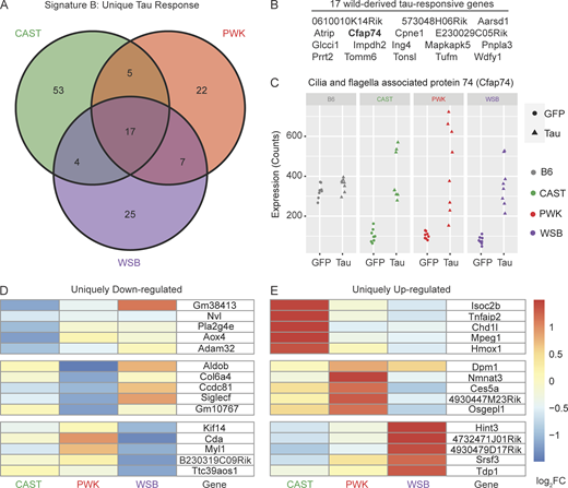 Signature B: Tau-responsive signatures unique to wild-derived genetic backgrounds. DEGs specific to wild-derived background (∼Injection+GeneticBackground+Injection:GeneticBackground; Benjamini Hochberg adjusted P value <0.05, fold change > 1.5) were calculated for hTauP301L-injected mice relative to eGFP-injected controls. (A) 133 in total DEGs were identified in one or more wild-derived backgrounds. (B) 17/133 DEGs in Signature B were shared by all three wild-derived backgrounds. (C) Cilia- and flagella-associated protein 74 (Cfap74) and 16 other wild-derived DEGs are not differentially expressed in B6 mice. There are 53 CAST-specific DEGs, 22 PWK-specific DEGs, and 25 WSB-specific DEGs. (D and E) The (D) top five downregulated and (E) top five upregulated in each background are shown in a heatmap colored by log2FoldChange between hTauP301L-injected and eGFP-injected mice. See supplemental files for all background-specific DEGs (Table S2, F–H).
